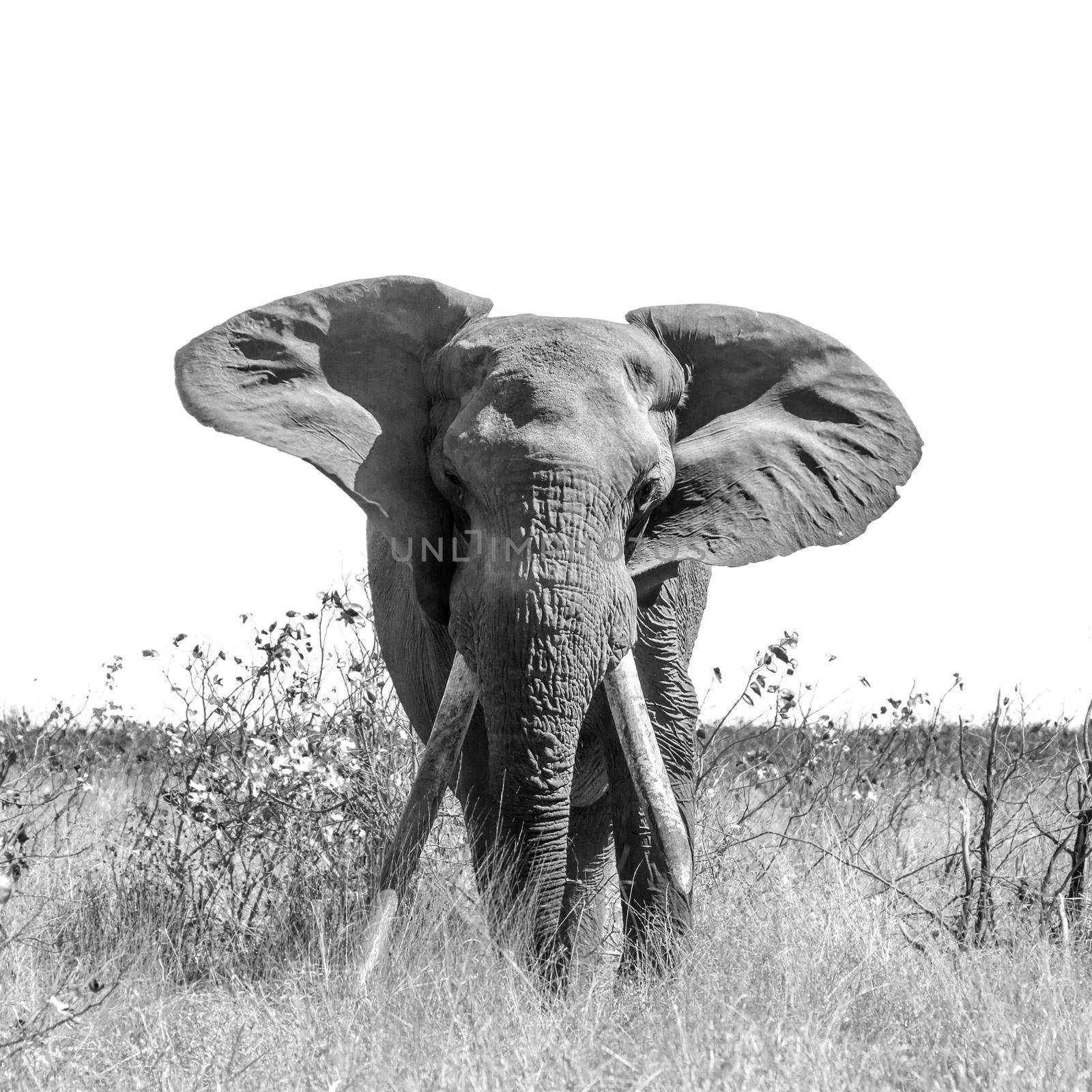 African bush elephant in Kruger National park, South Africa ; Specie Loxodonta africana family of Elephantidae