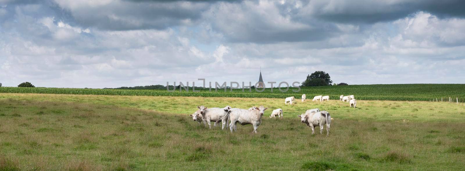 panorama picture of sky with clouds and white cows in green grassy countryside landscape of northern france near charleville