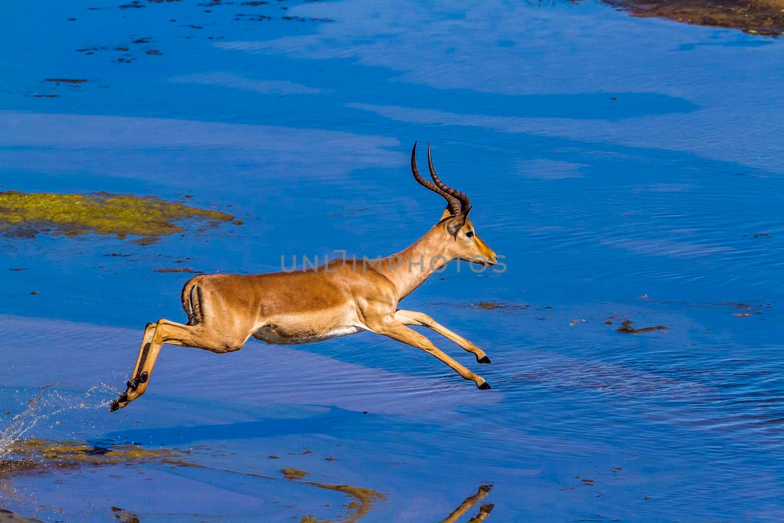 Common Impala in Kruger National park, South Africa ; Specie Aepyceros melampus family of Bovidae