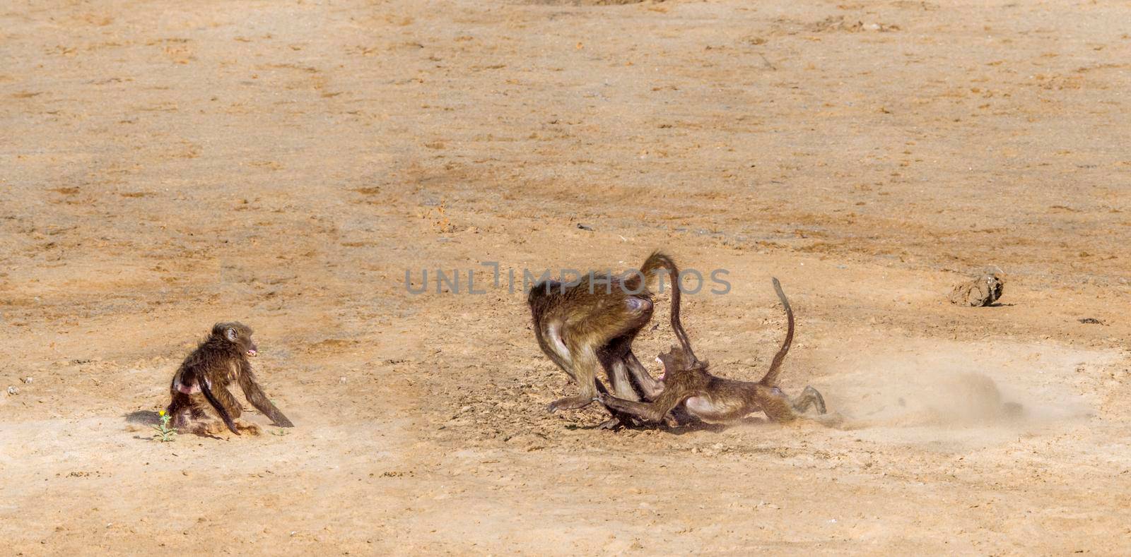 Chacma baboon in Kruger National park, South Africa ; Specie Papio ursinus family of Cercopithecidae