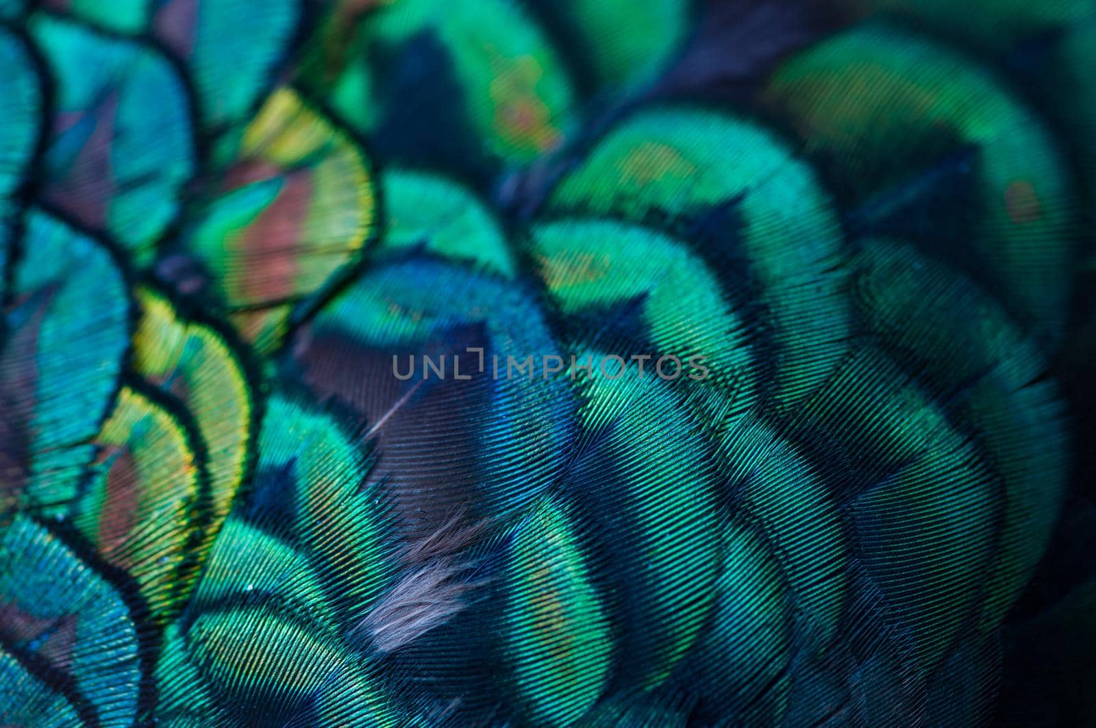 Close up of the  peacock feathers .Macro blue feather, Feather, Bird, Animal. Macro photograph.