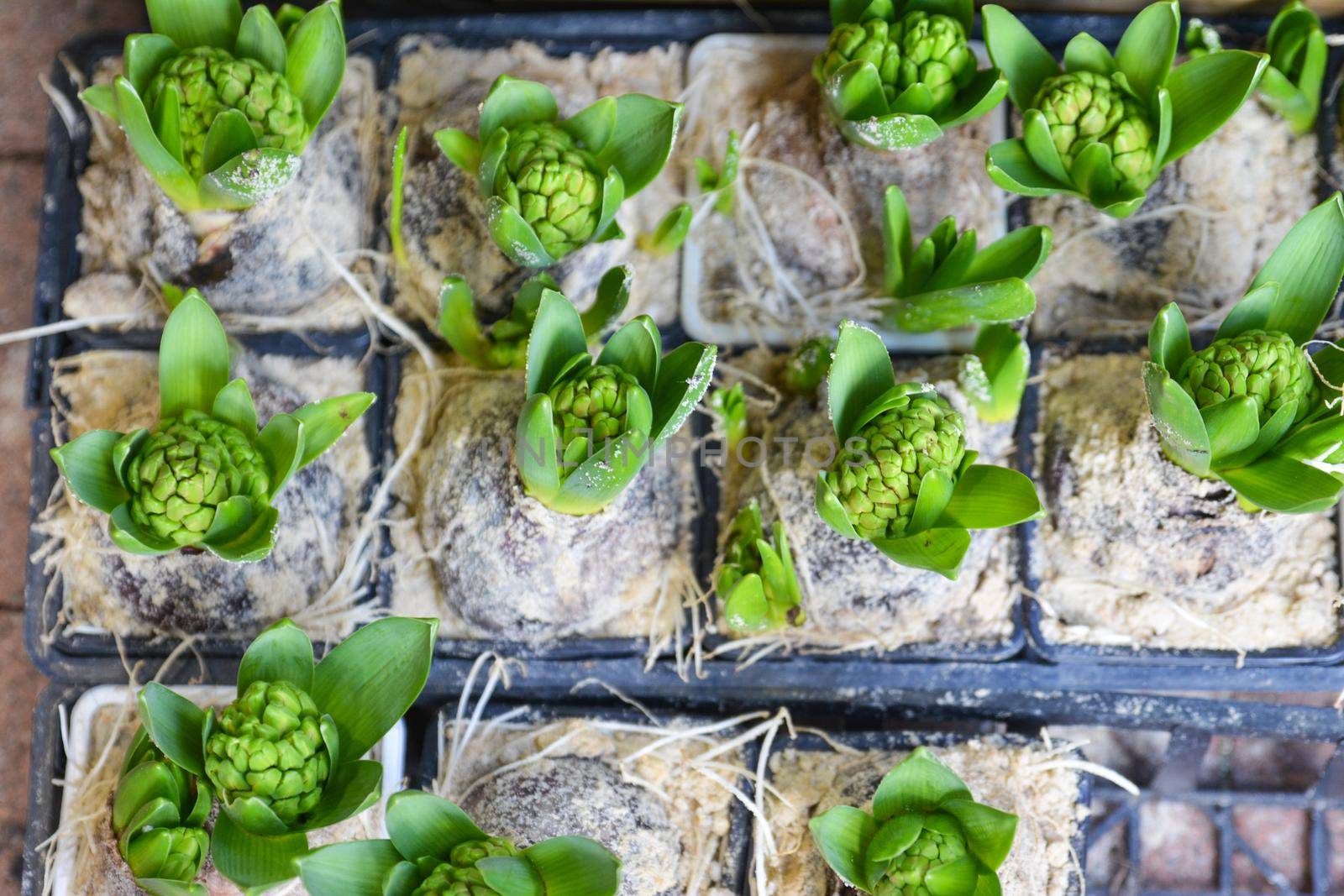 Many young green hyacinthes. Green hyacinth background.