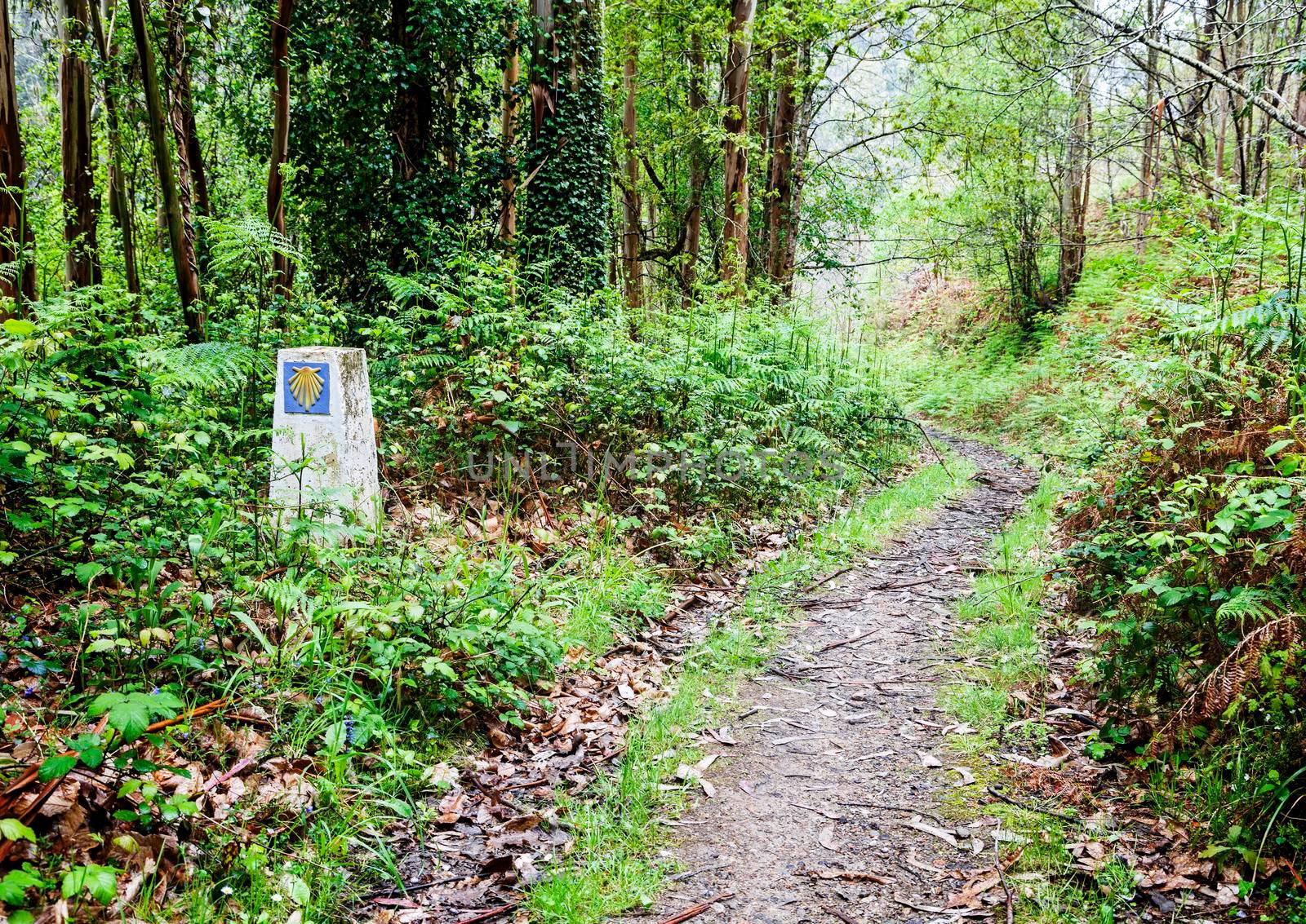 Road sign of Camino de Santiago, pilgrimage route to the Cathedral of Santiago de Compostela