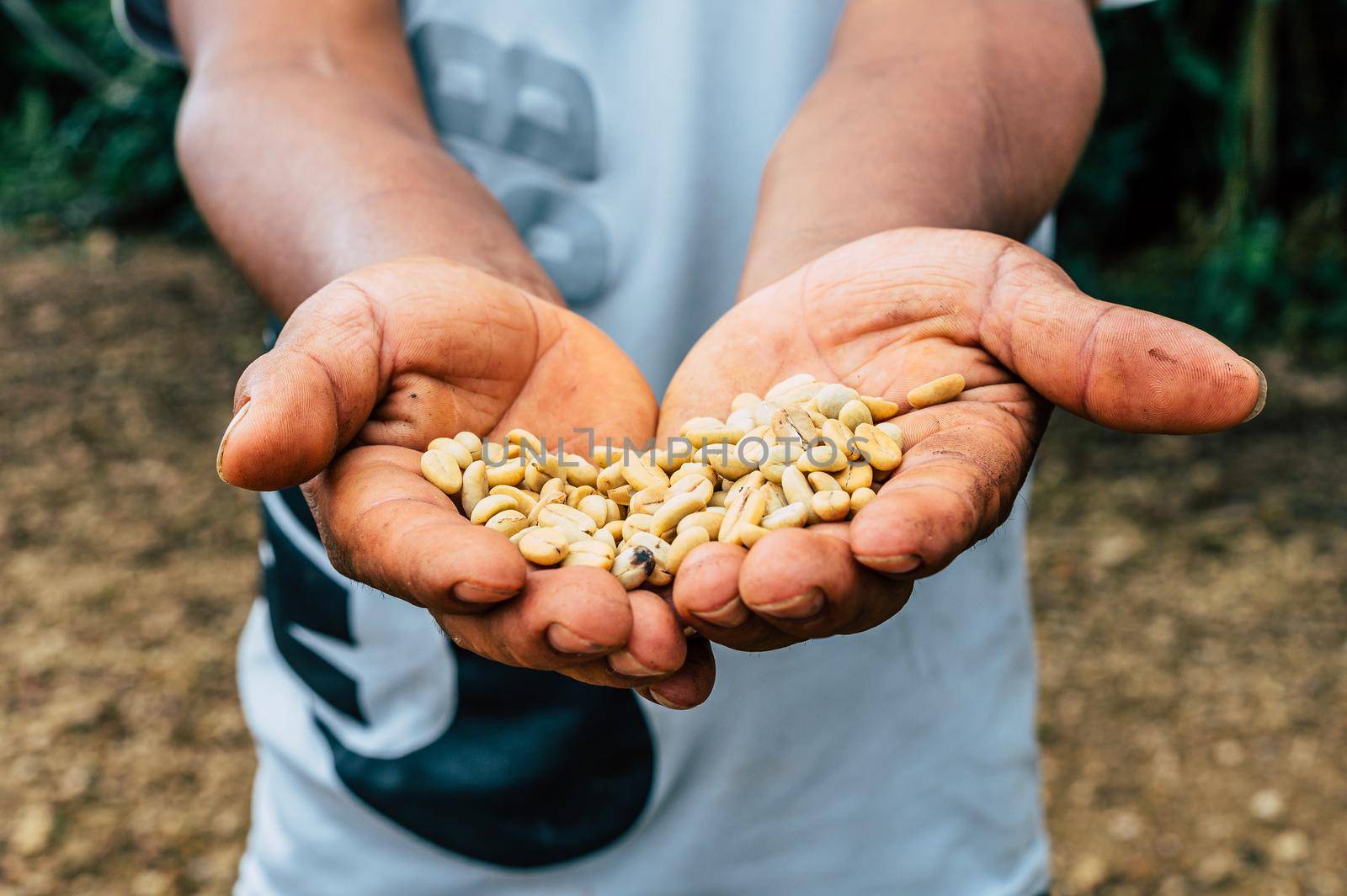 Coffee Farmer Showing Coffee Beans