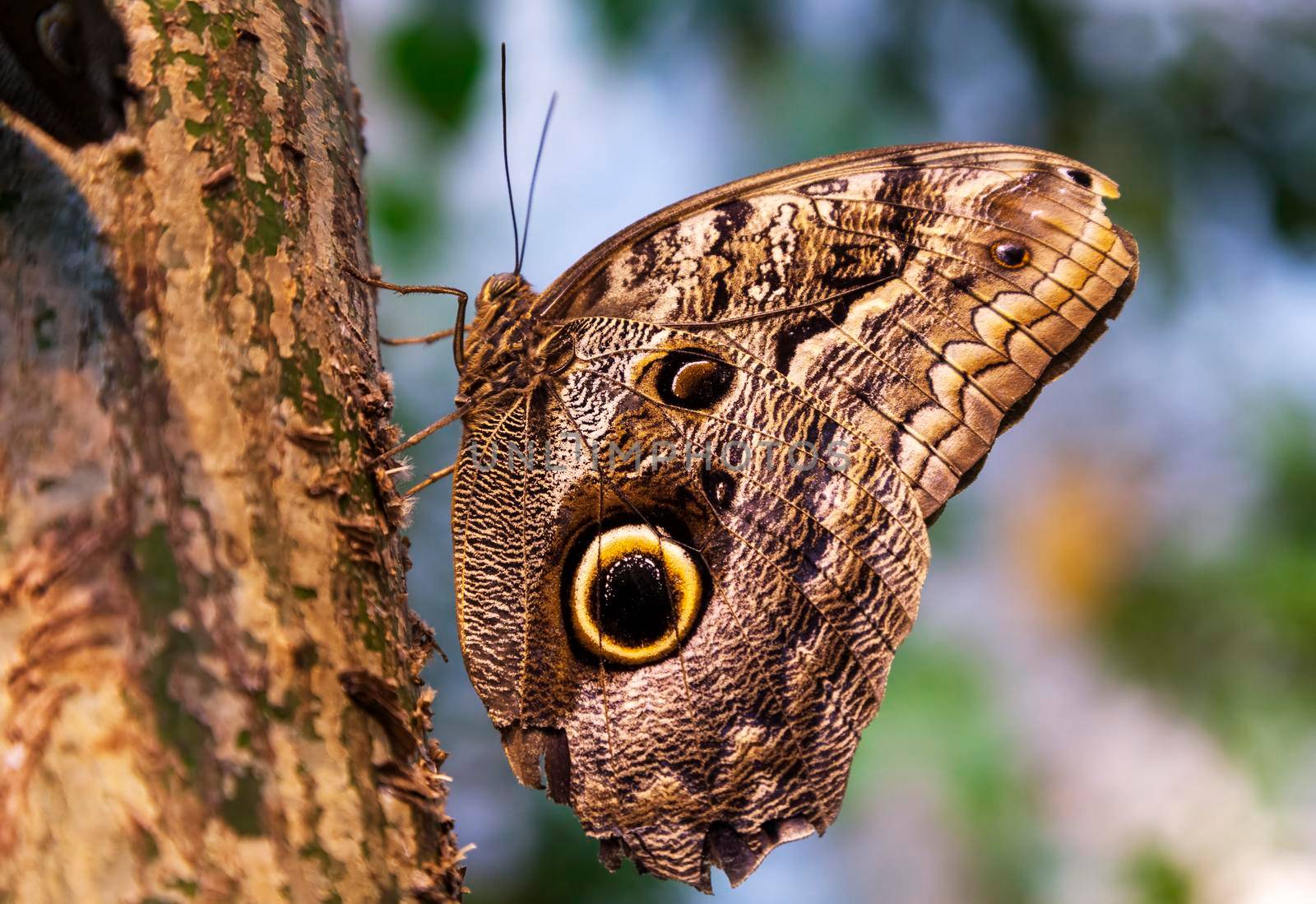 Caligo Eurilochus butterfly sitting on a tree trunk