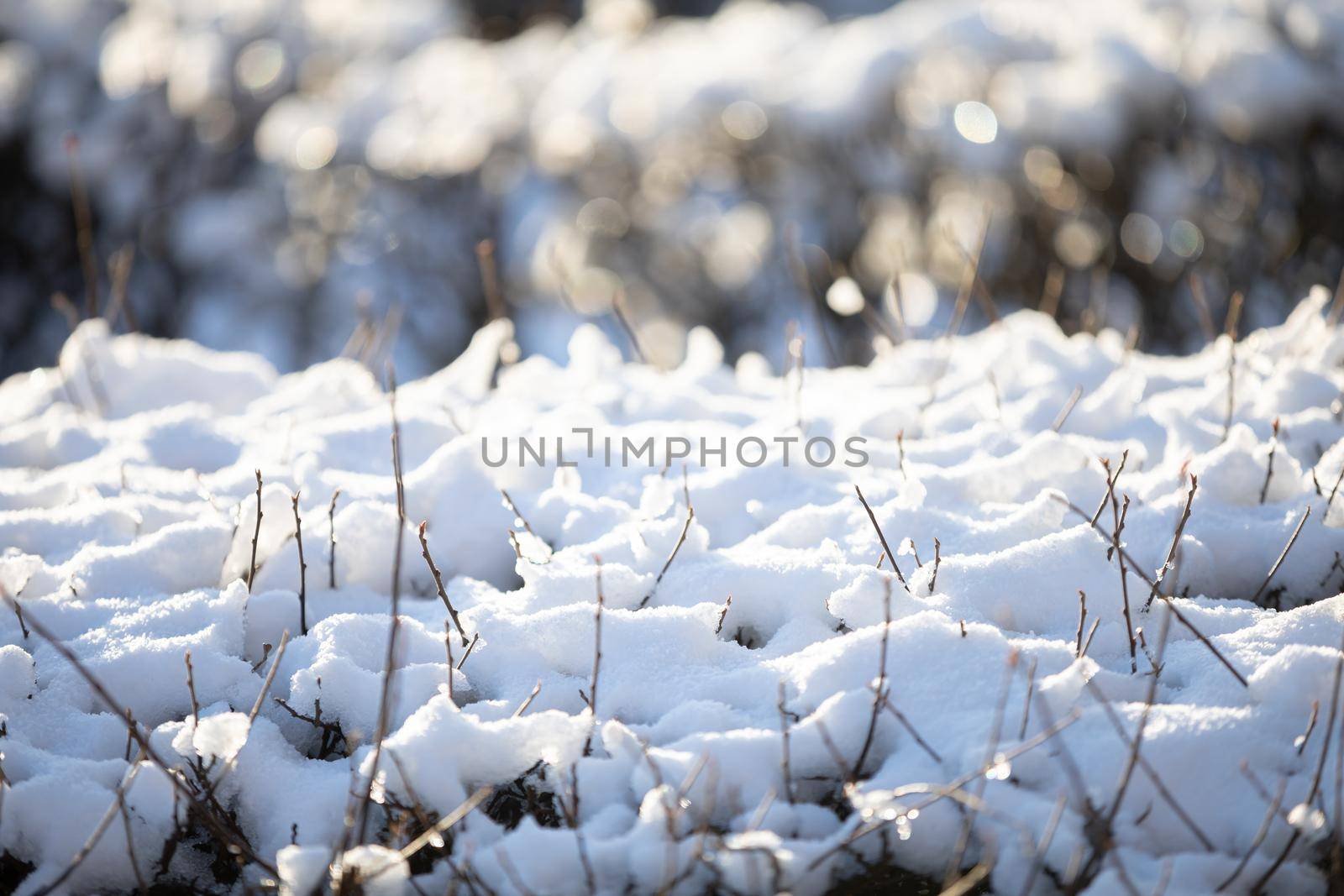 Close up shot of snow lying on the dense branches of an urban hedge. Fine branches of shrubs covered with flakes of white snow.
