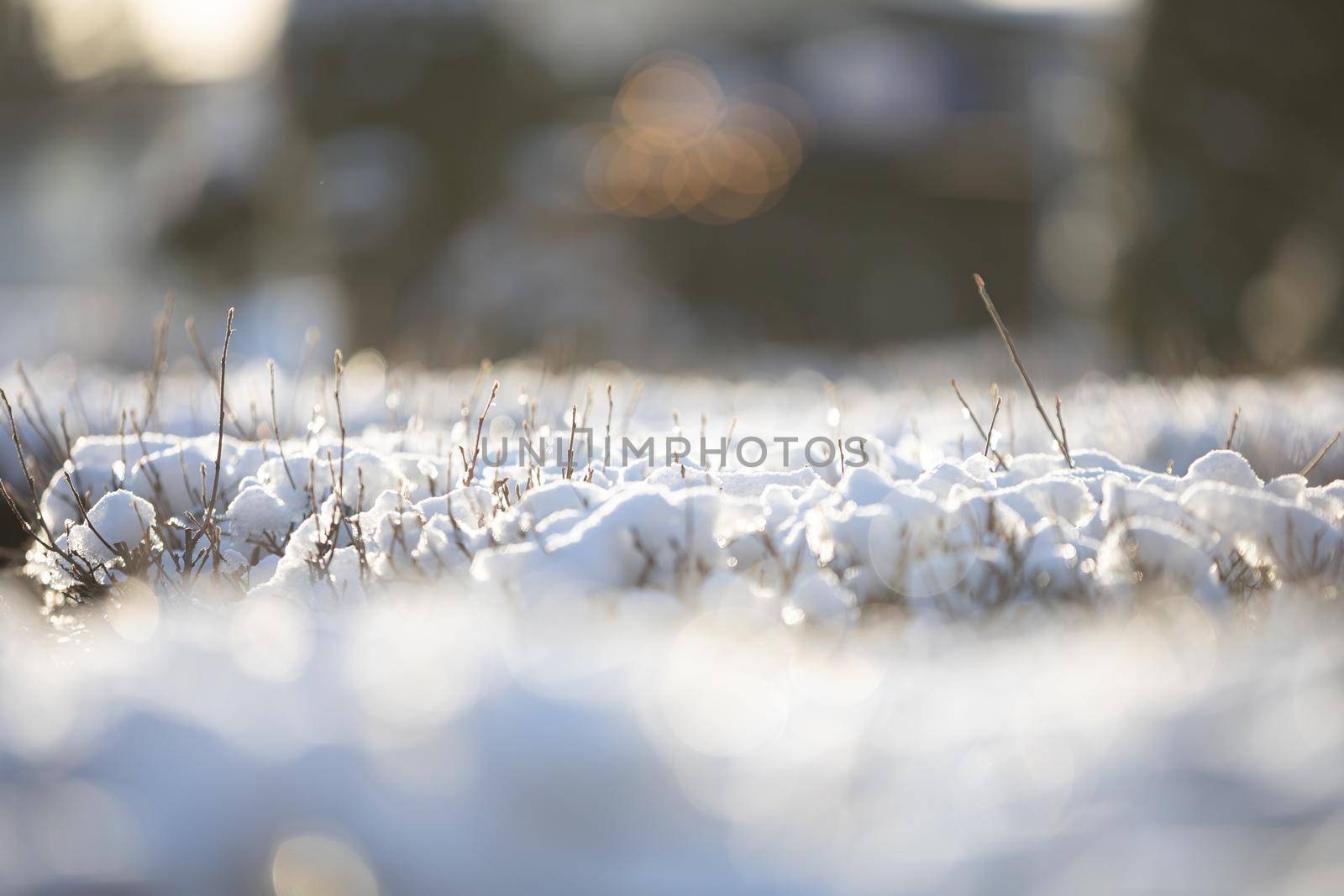 Close up shot of snow lying on the dense branches of an urban hedge. Fine branches of shrubs covered with flakes of white snow.