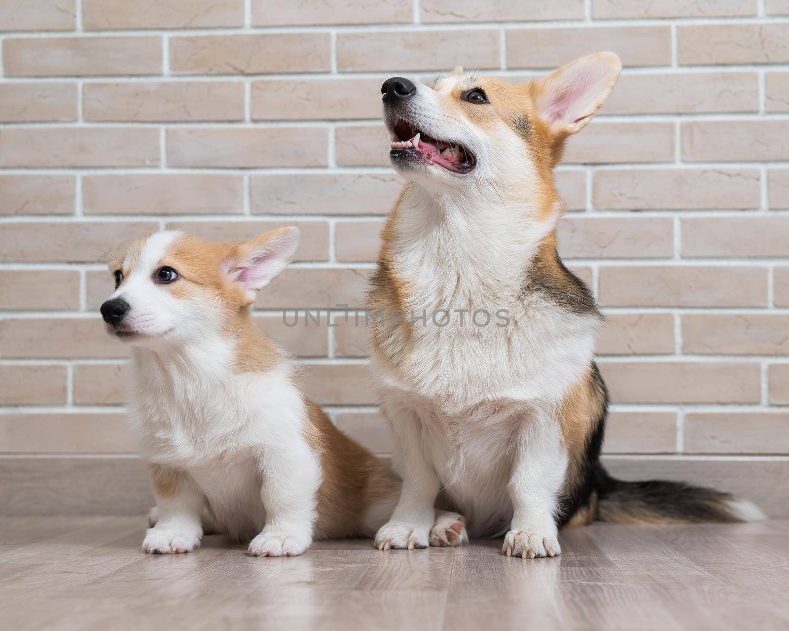 Pembroke corgi mom and puppy on the background of a brick wall. Dog family. by mrwed54