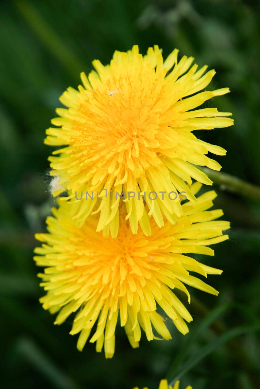 Two yellow dandelions on the grass. by gelog67