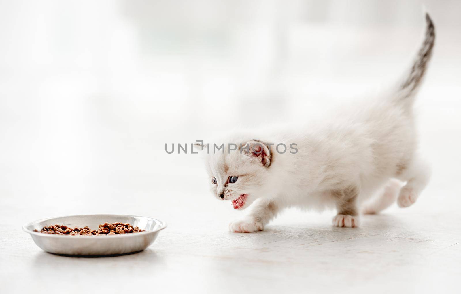 Adorable ragdoll kitty standing with tail up and opened mouth close to metal bowl with feed and looking at it on white background. Cute purebred kitten going to eat