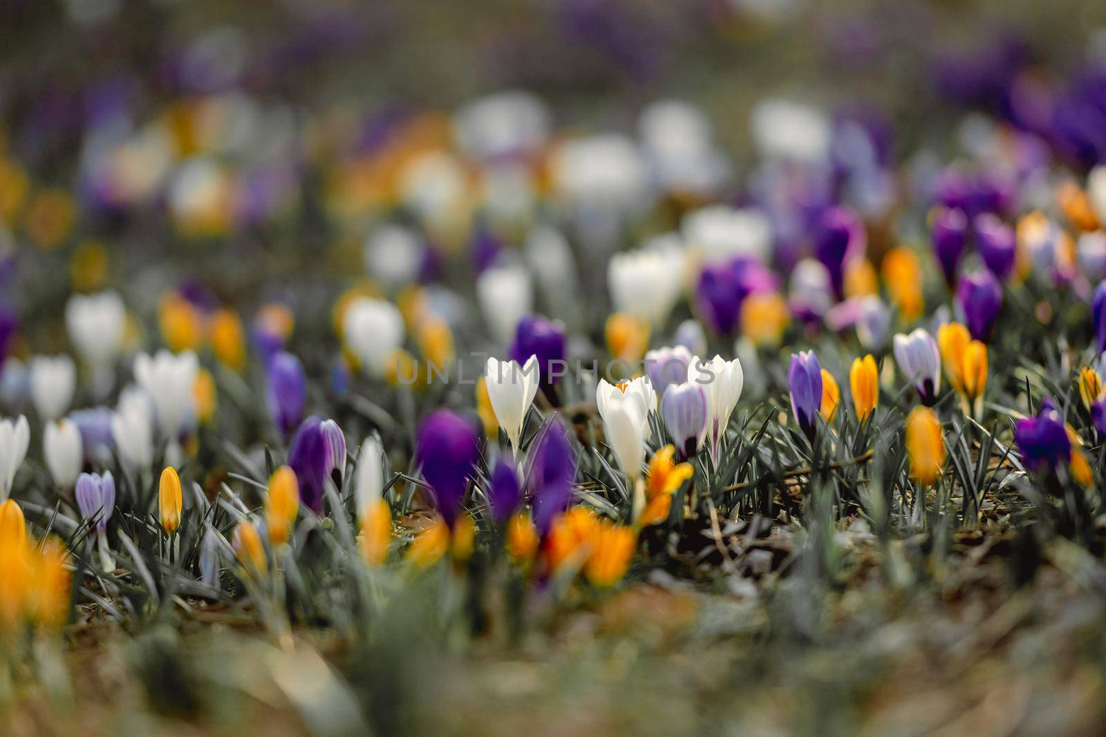 Colorful crocus flowers at springtime. Beautiful blossom at spring nature