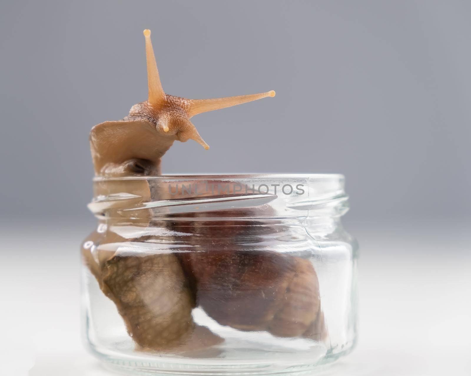 Close-up of a snail crawling on an empty glass jar on a white background. The use of shellfish in cosmetology. by mrwed54