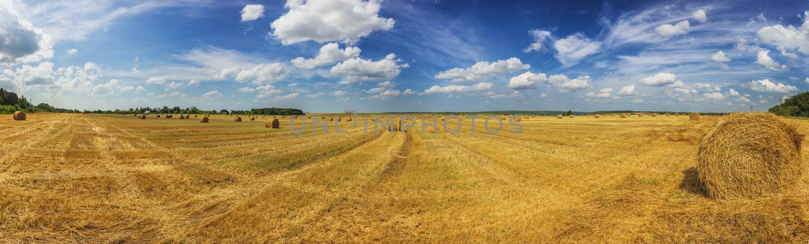 Summer field with straw mows at daylight wide panoramic shot