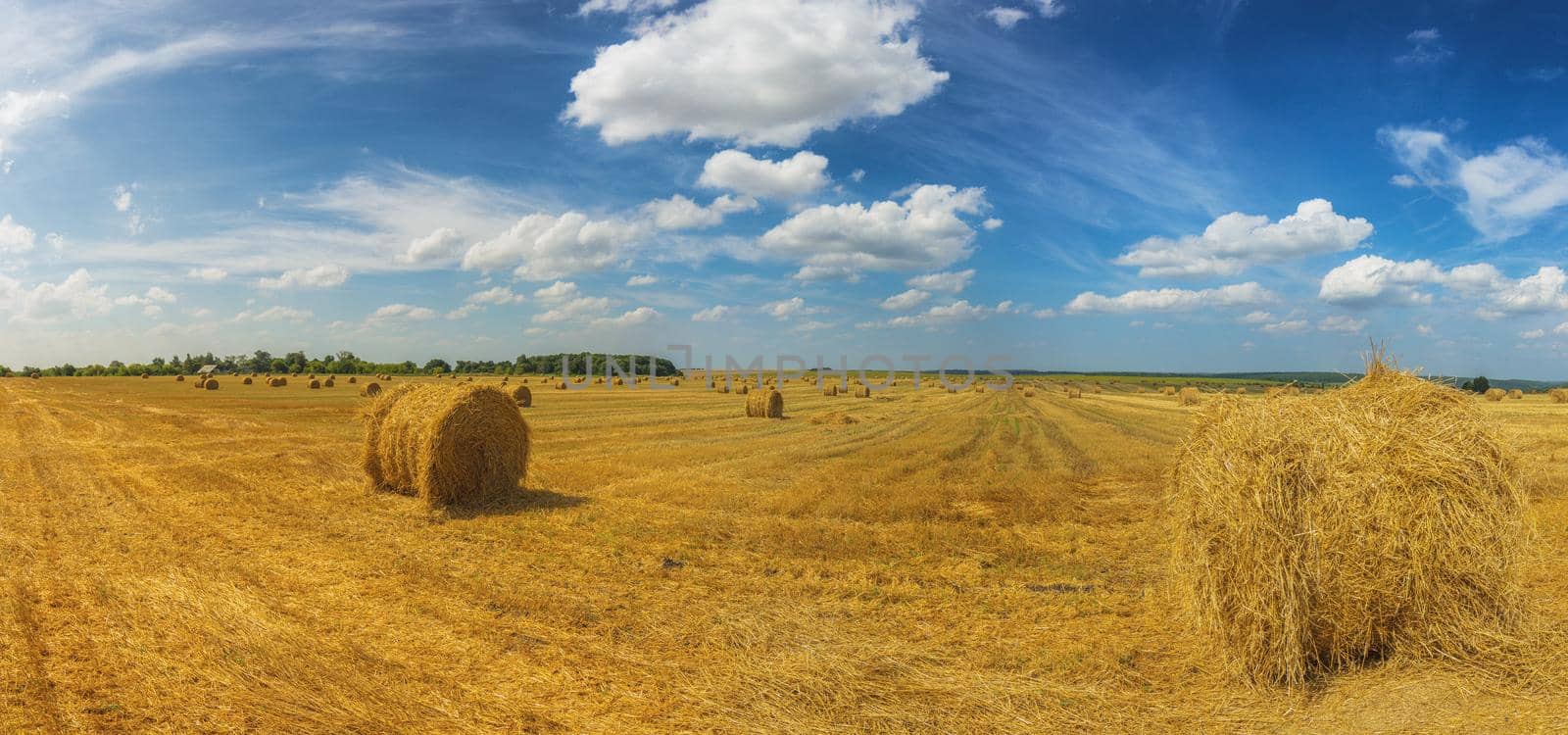 Summer field with straw mows at daylight wide panoramic shot
