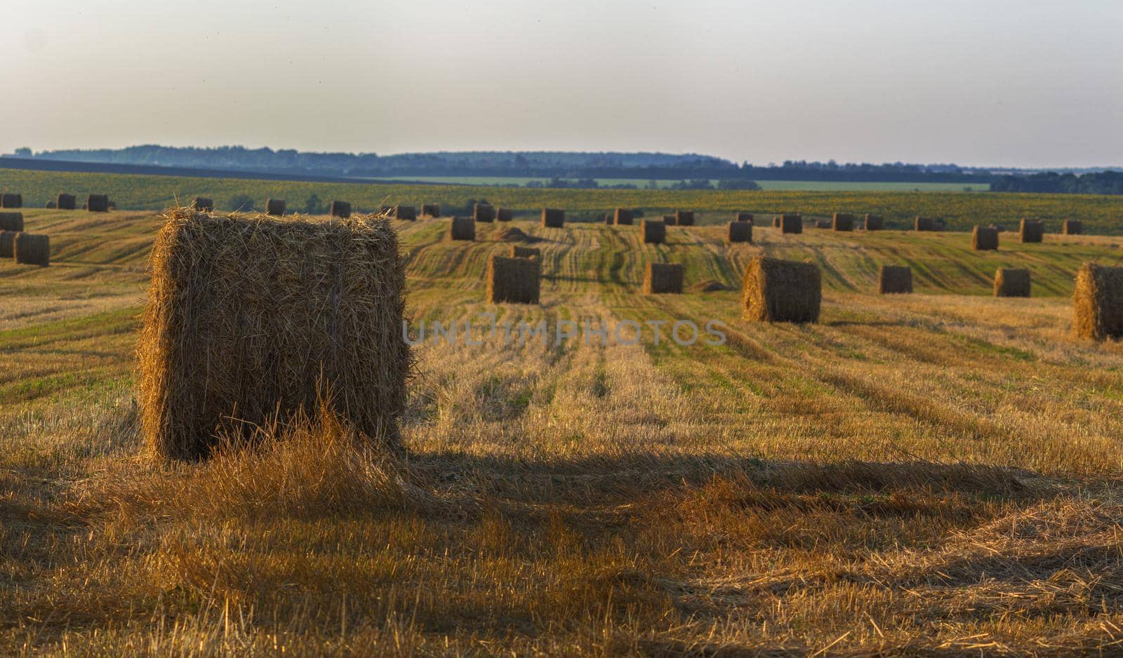 Summer field with straw mows at dayligevening light selective focus shot