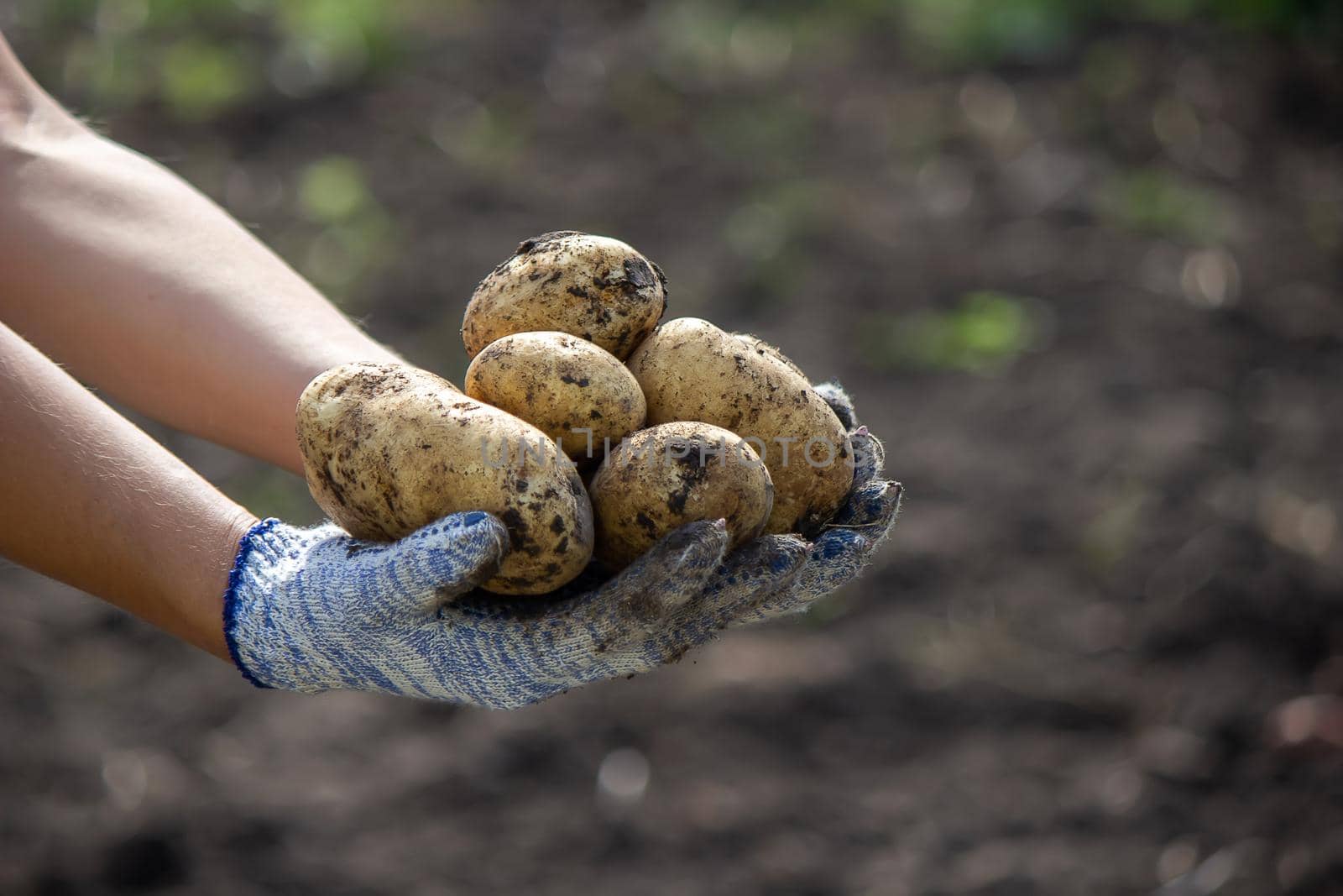 Potatoes grown in his garden. The farmer holds vegetables in his hands. Food. selective focus