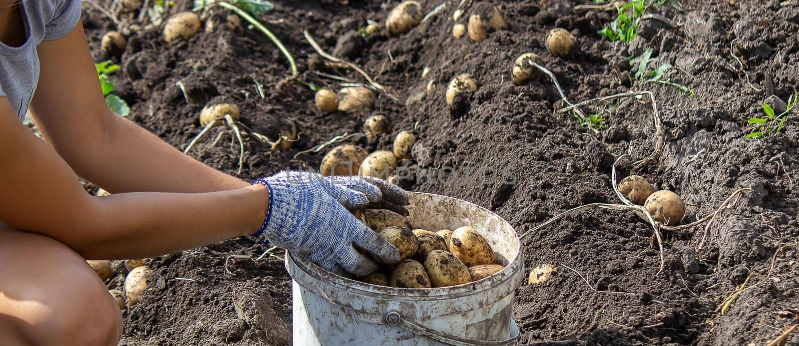 Potatoes grown in his garden. The farmer holds vegetables in his hands. Food. selective focus