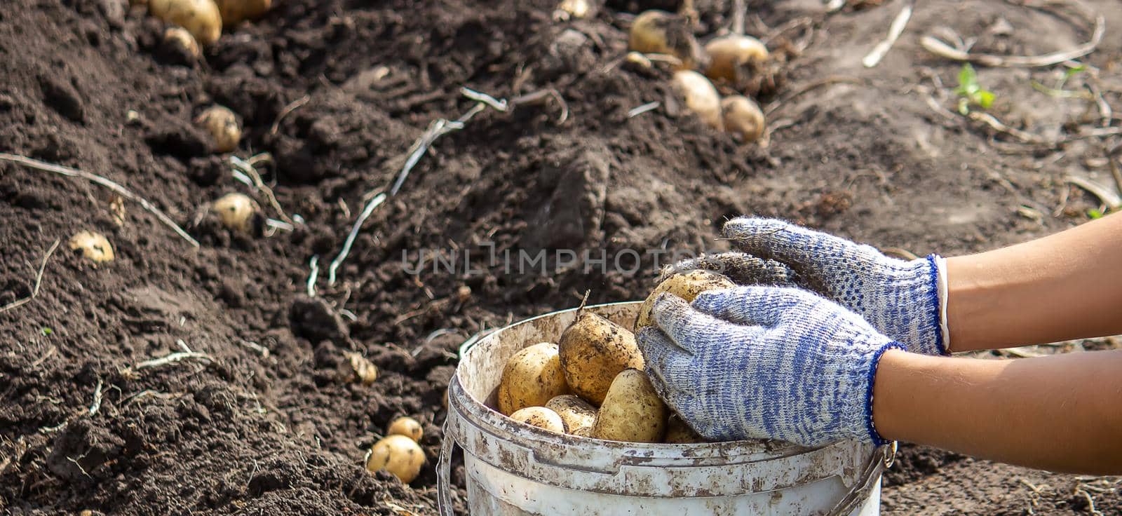 Potatoes grown in his garden. The farmer holds vegetables in his hands. Food. selective focus