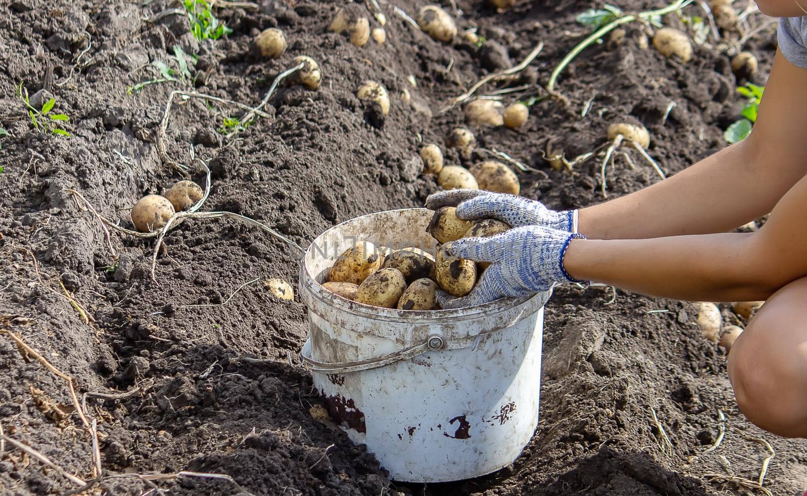 Potatoes grown in his garden. The farmer holds vegetables in his hands. Food. selective focus