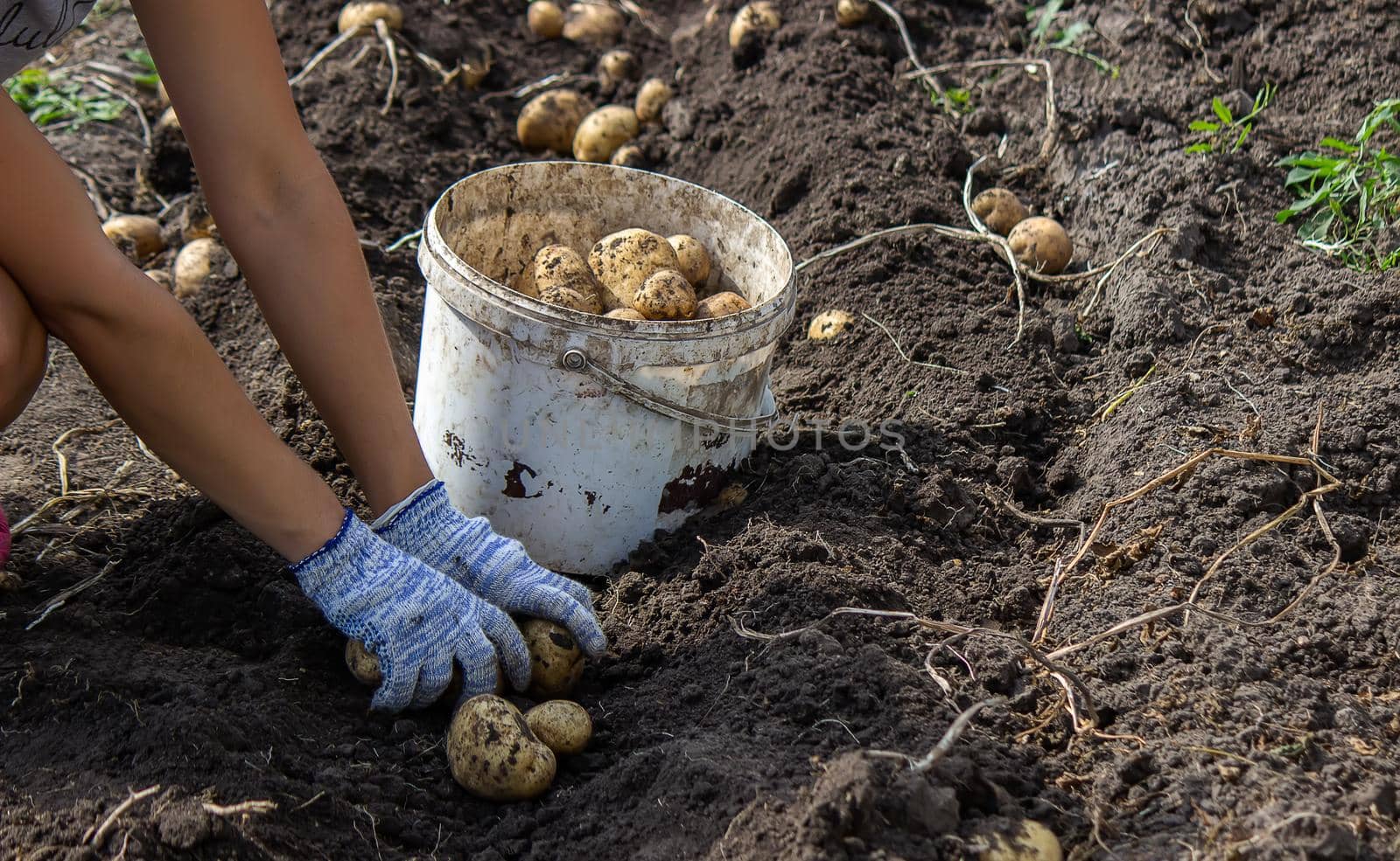 Potatoes grown in his garden. The farmer holds vegetables in his hands. Food. selective focus
