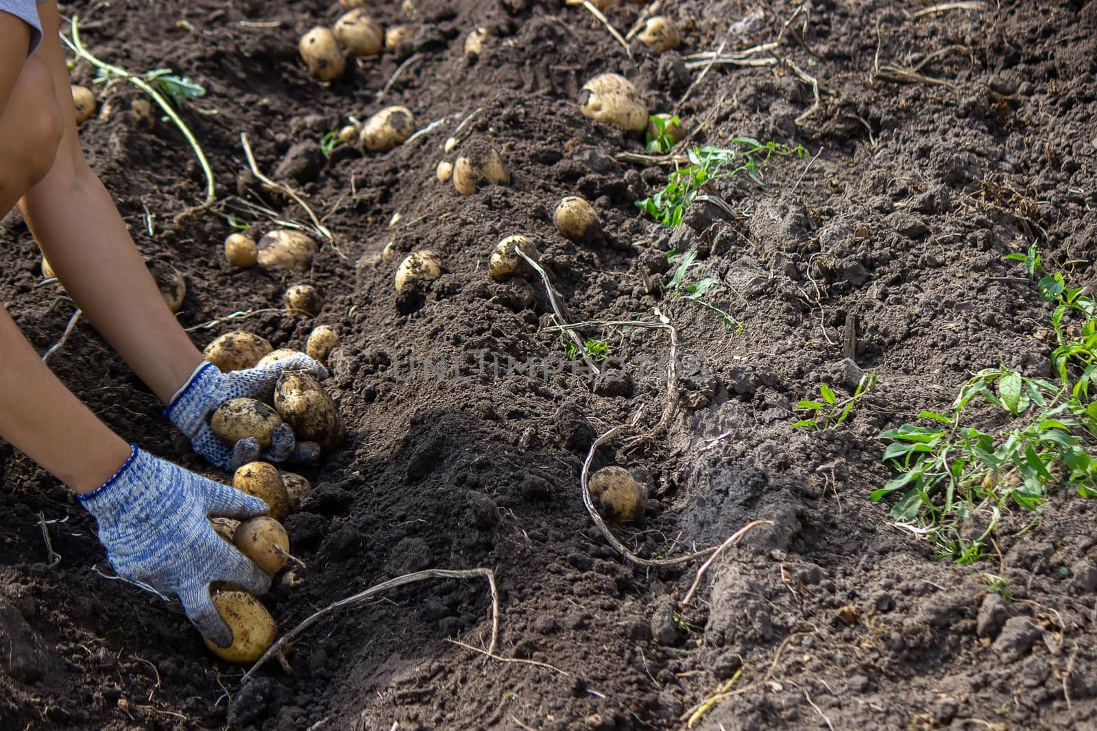 Potatoes grown in his garden. The farmer holds vegetables in his hands. Food. selective focus