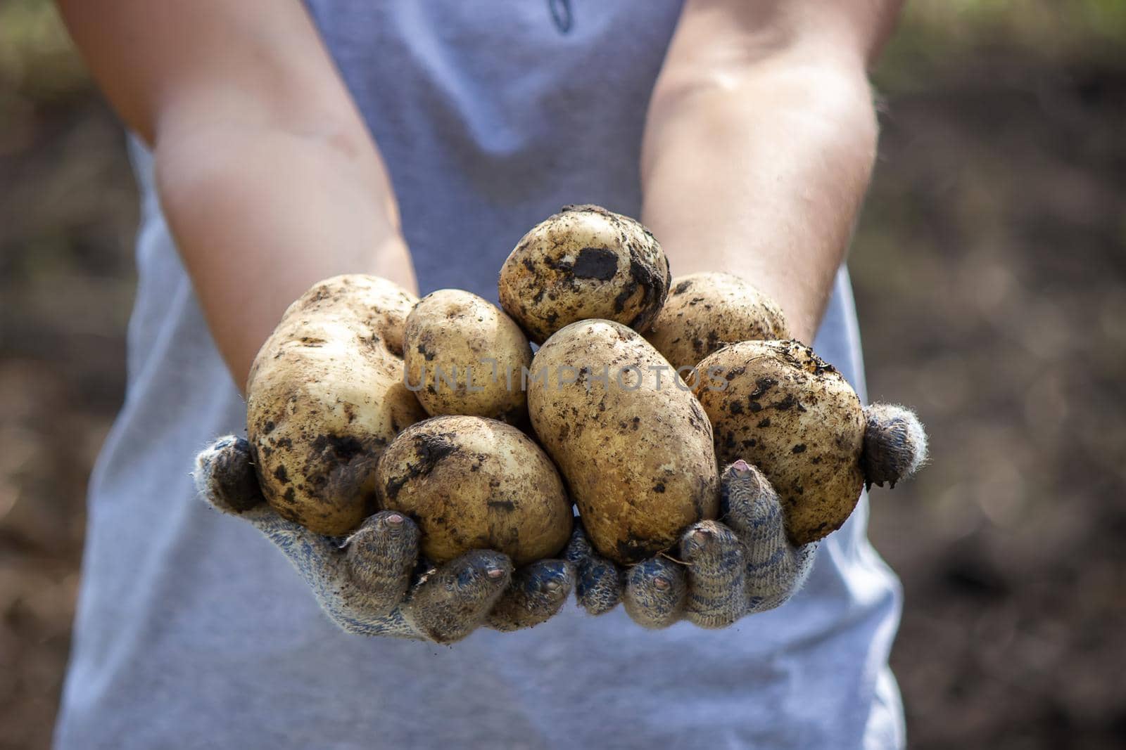 Potatoes grown in his garden. The farmer holds vegetables in his hands. Food. selective focus