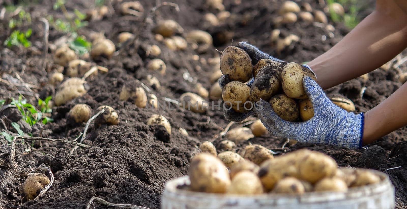 Potatoes grown in his garden. The farmer holds vegetables in his hands. Food. selective focus