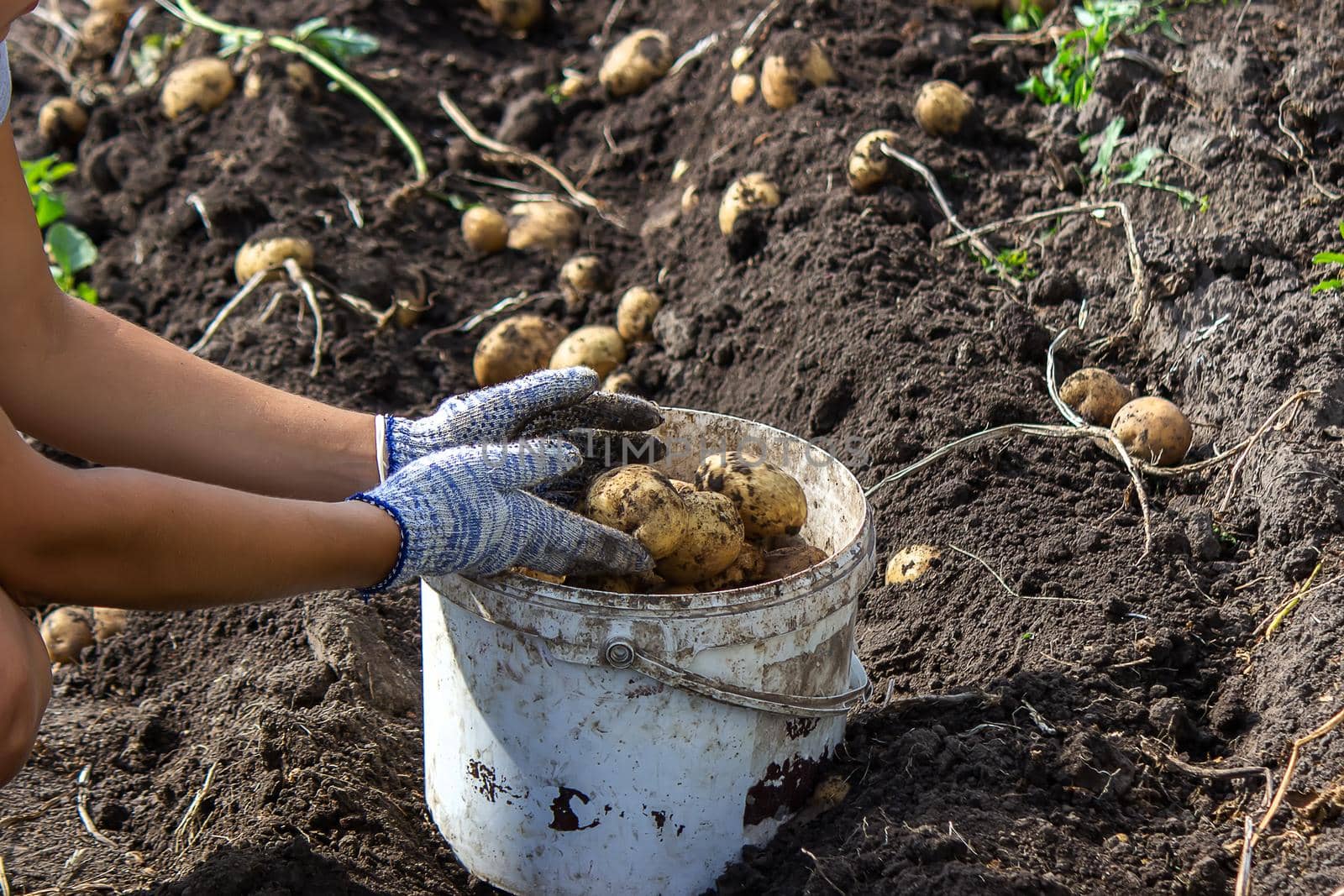 Potatoes grown in his garden. The farmer holds vegetables in his hands. Food. selective focus