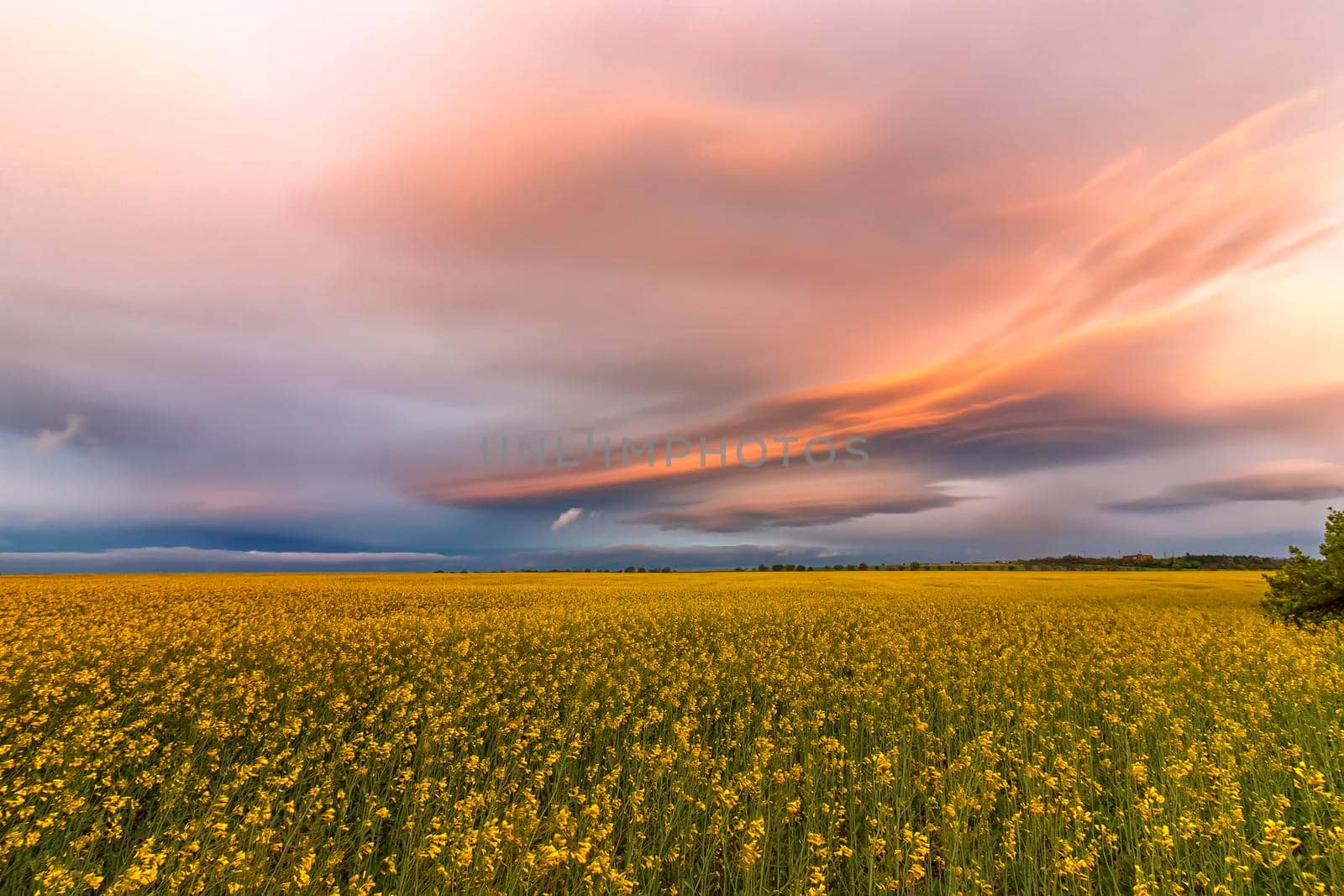Amazing colorful clouds over the field with yellow rape