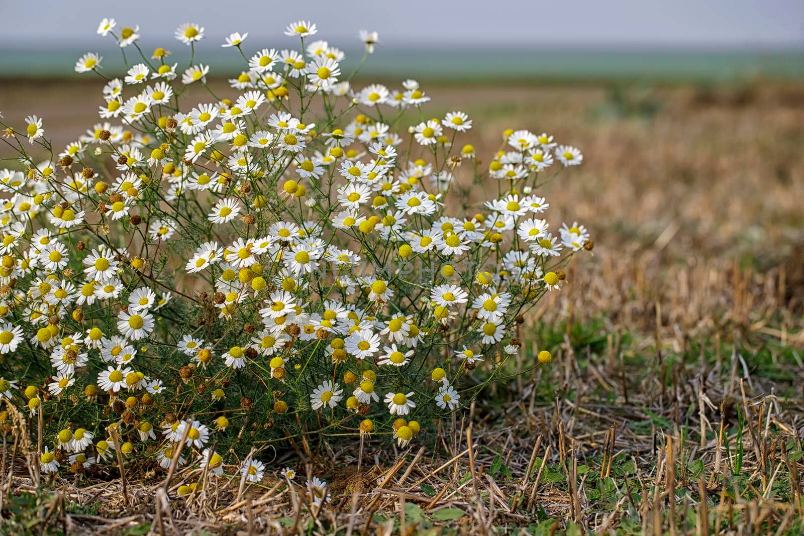 Chamomile plant in a shape of a bouquet, growing wild on a field. Close view