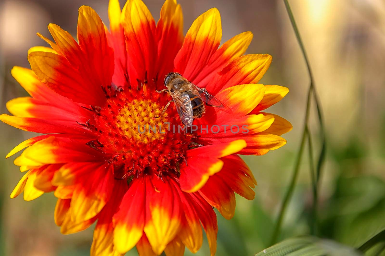 Springtime. Colorful close-up of a honey bee pollinating a bright red flower. by EdVal