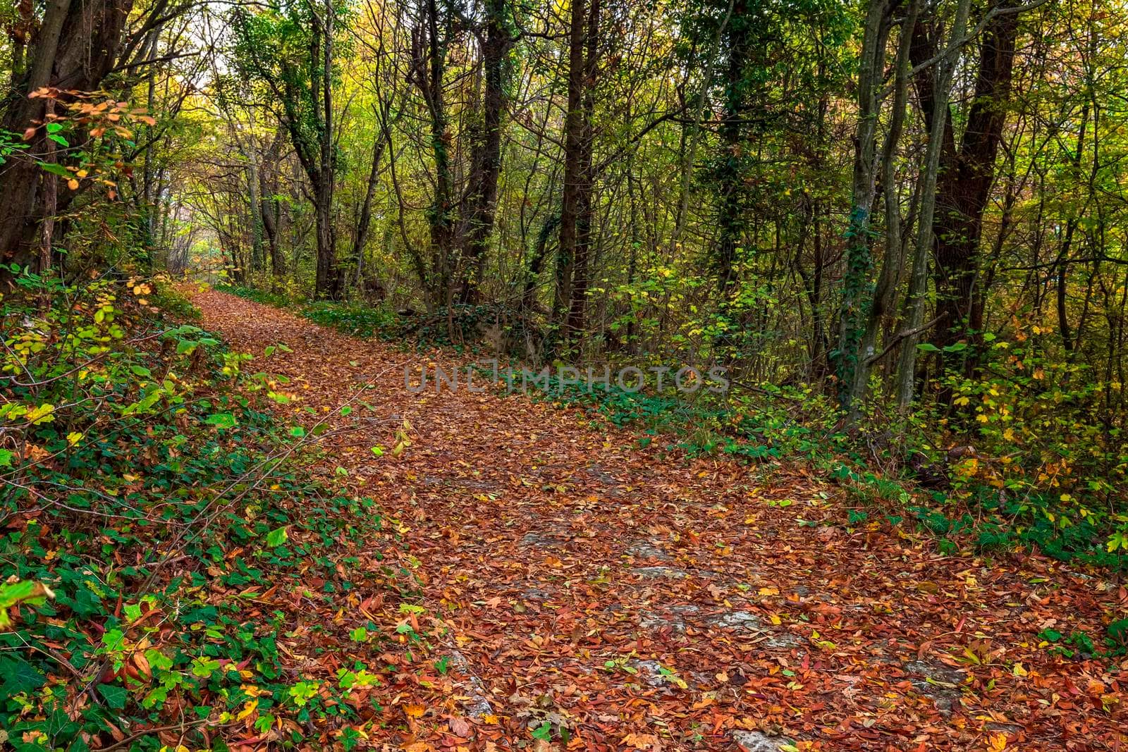 beautiful path in a forest covered with autumn leaves by EdVal