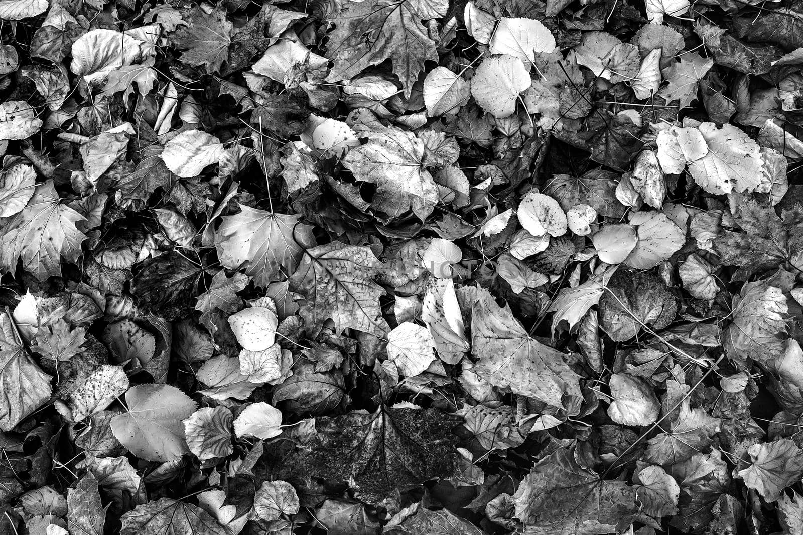 Old autumn leaves in black and white. Natural background.  by EdVal