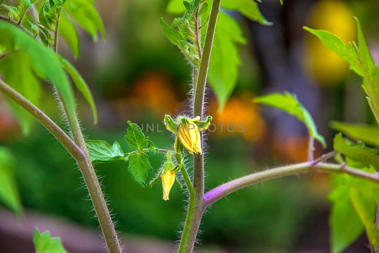 Fresh growing tomato flowering and fruiting plant with full-blooms yellow flowers and buds. by EdVal