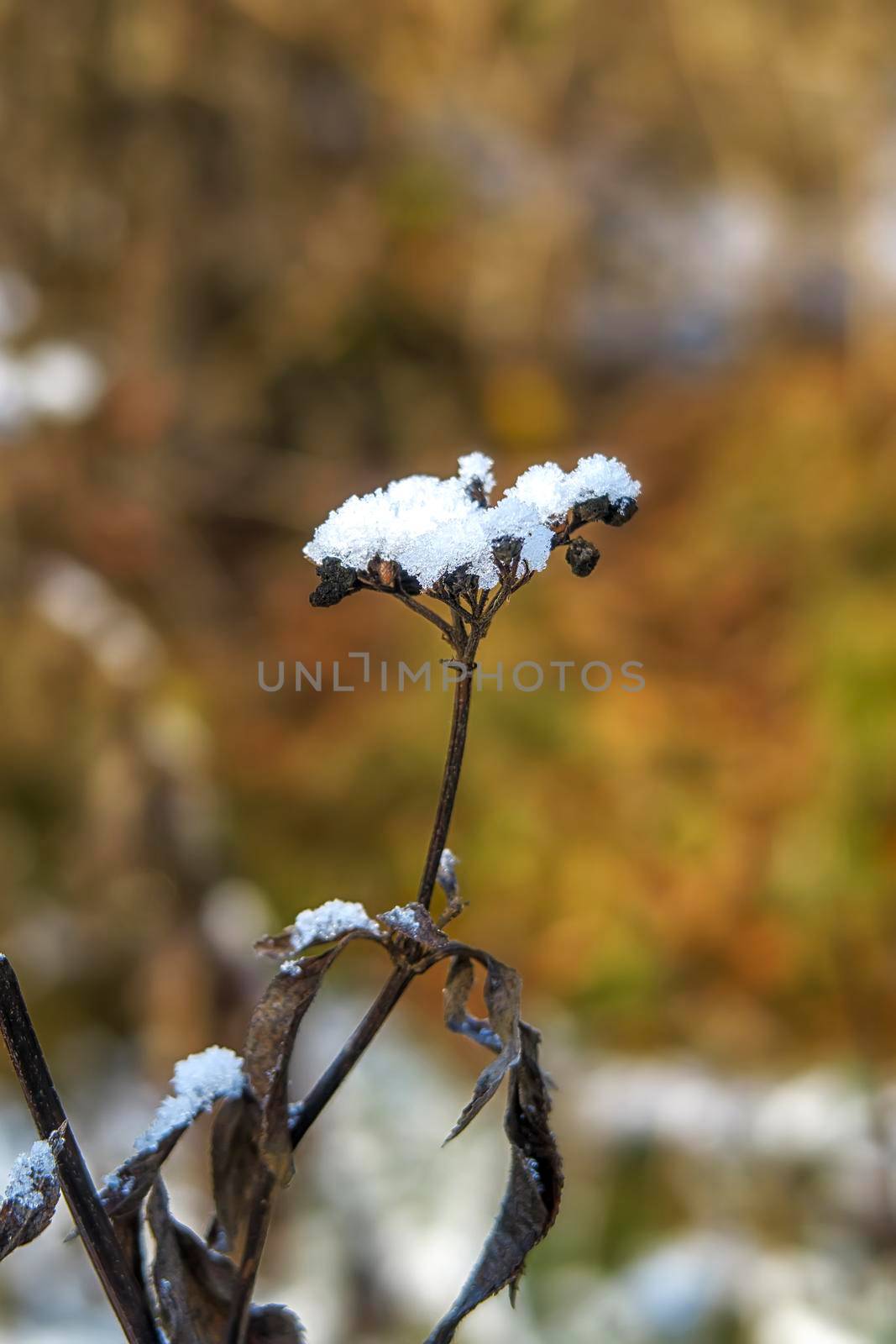 Close up of beautiful winter flower covered with snow. Vertical view by EdVal