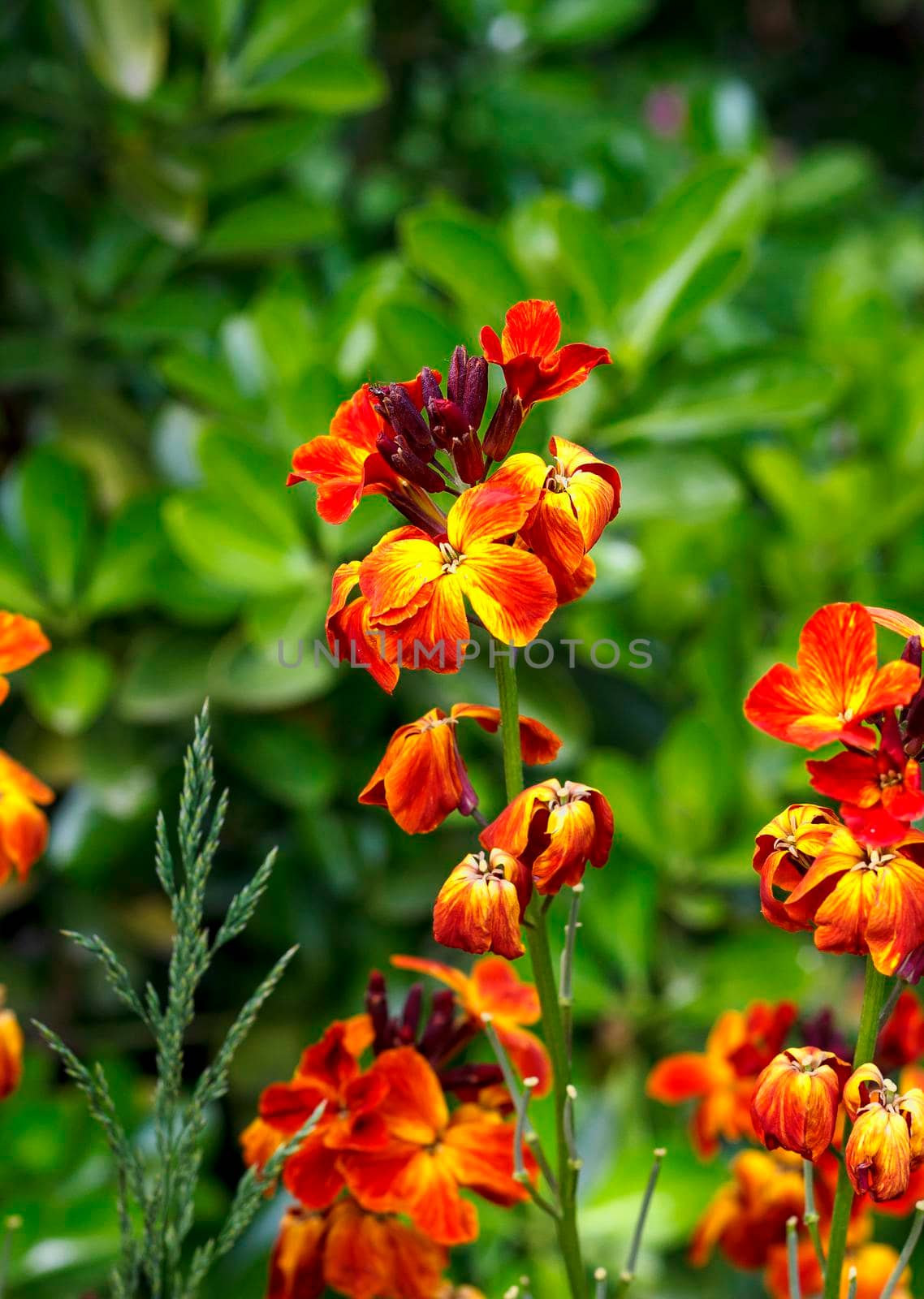 The brightly colored spring flowers of Erysimum cheiri (Cheiranthus) also known as the Wallflower. Vertical view