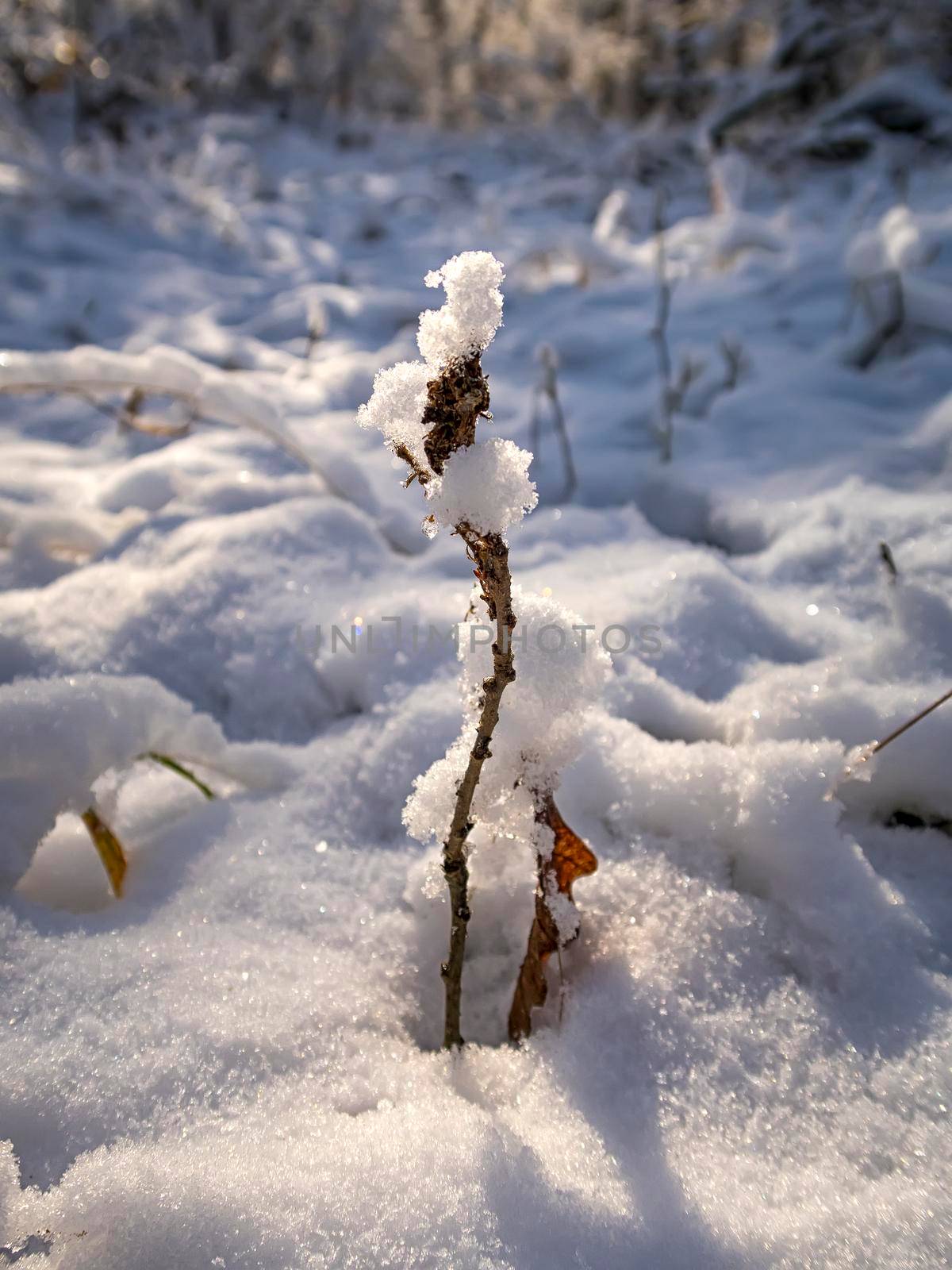 Close up of beautiful winter flower covered with snow. Vertical view