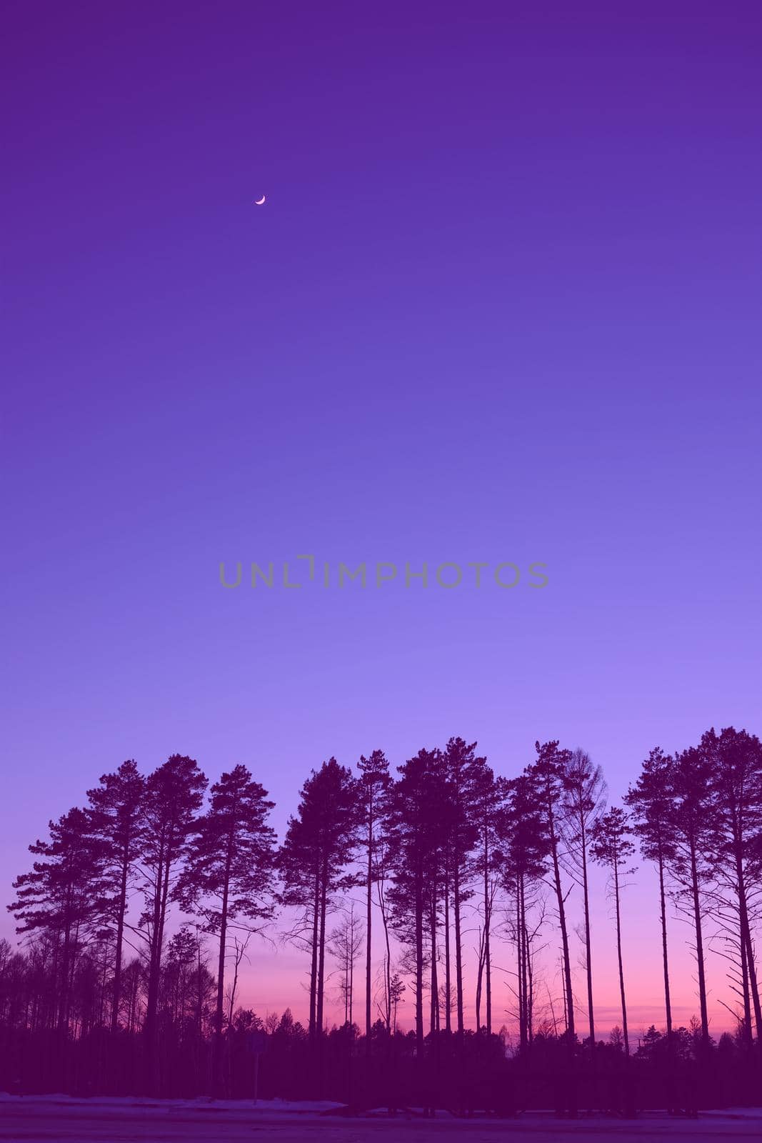 Natural forest horizon with silhouetted trees and thin moon in the evening sky. Evening sunrise and sunset. landscape wallpaper. Illustration style. Colorful look background velvet purple. Silhouette of trees at colorful sunset