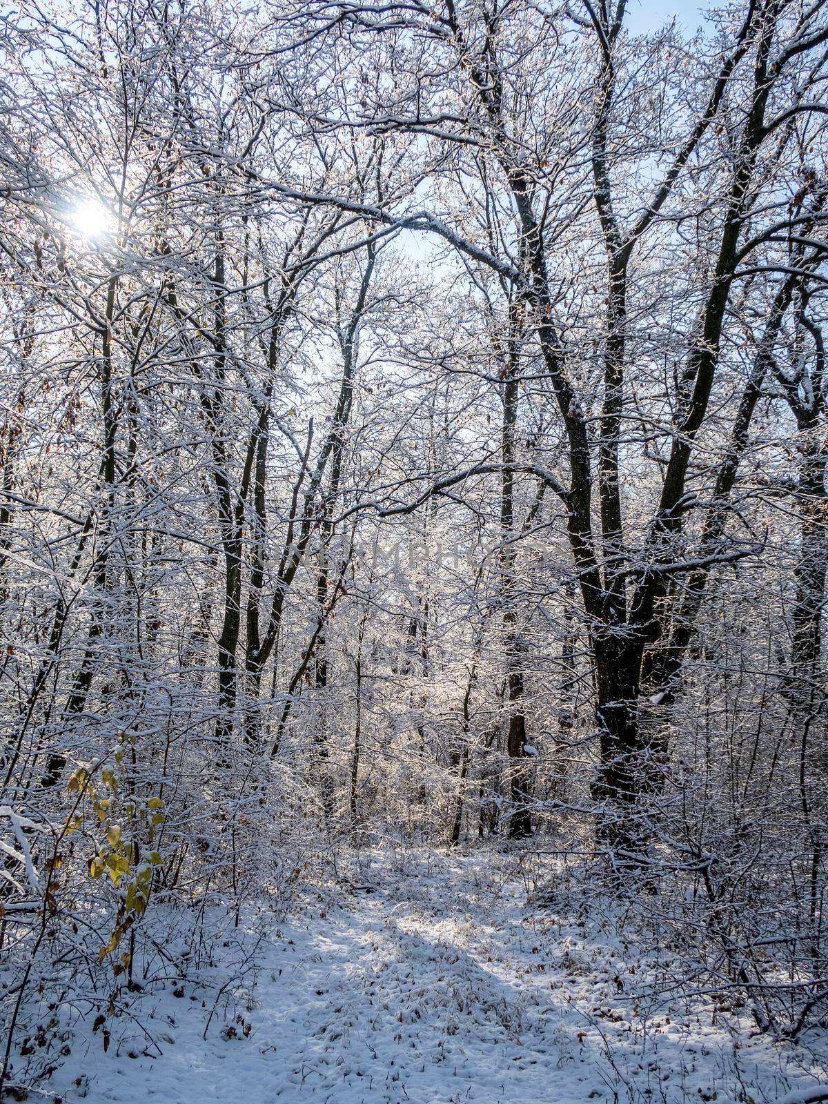Fairy winter ice forest. Wintertime. Beautiful winter background with ice. Vertical view
