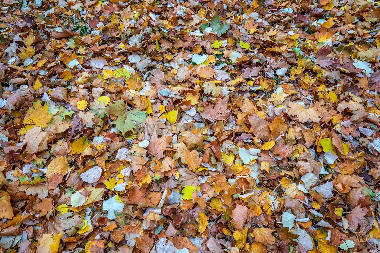 Colorful old autumn leaves. natural background.  by EdVal