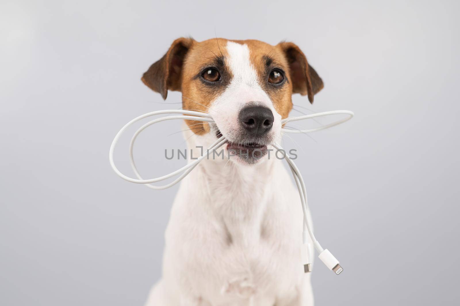 Jack russell terrier dog holding a type c cable in his teeth on a white background