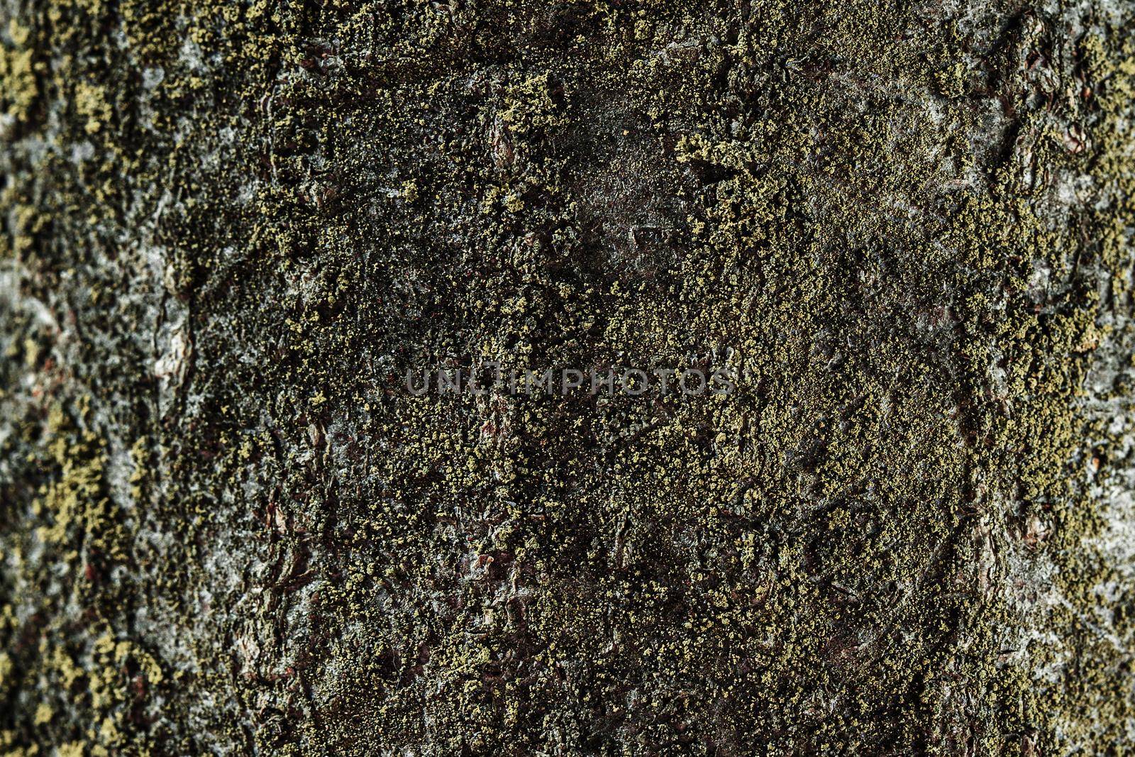 Texture of tree bark closeup. Relief texture of the brown bark of tree with green moss on it. Macro.