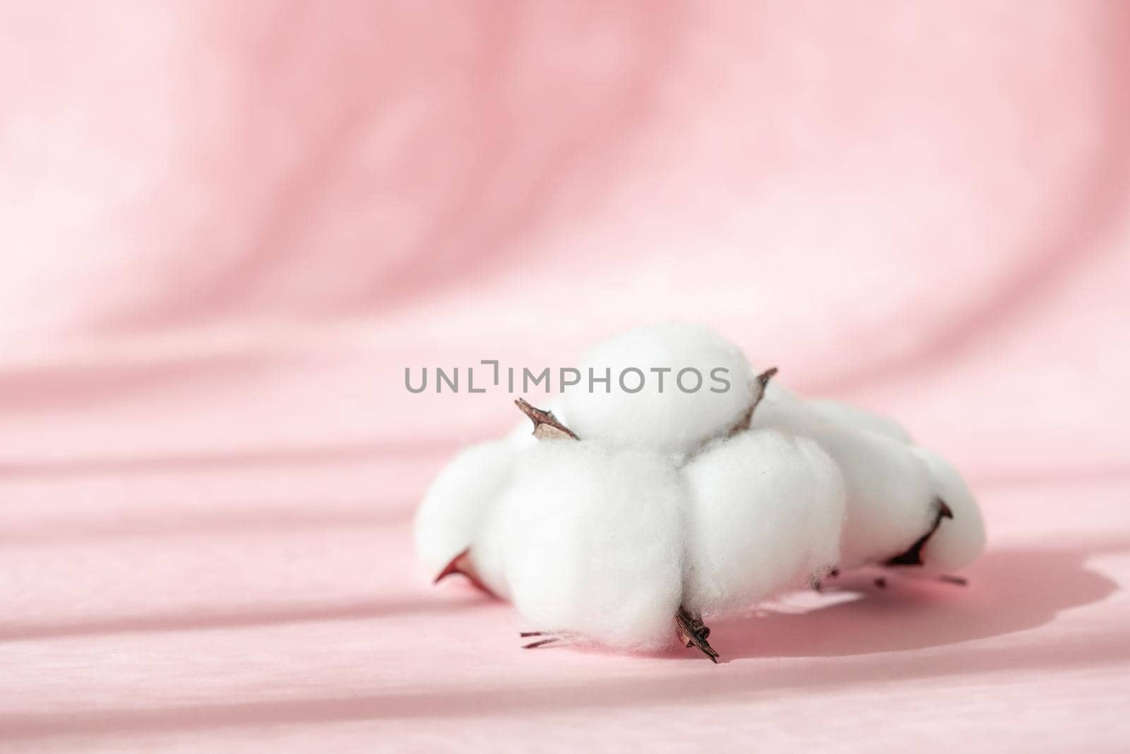 Cosmetic pink background for product presentation with cotton flower, shadows and light from windows. Mockup scene, natural organic cosmetic concept. . by photolime