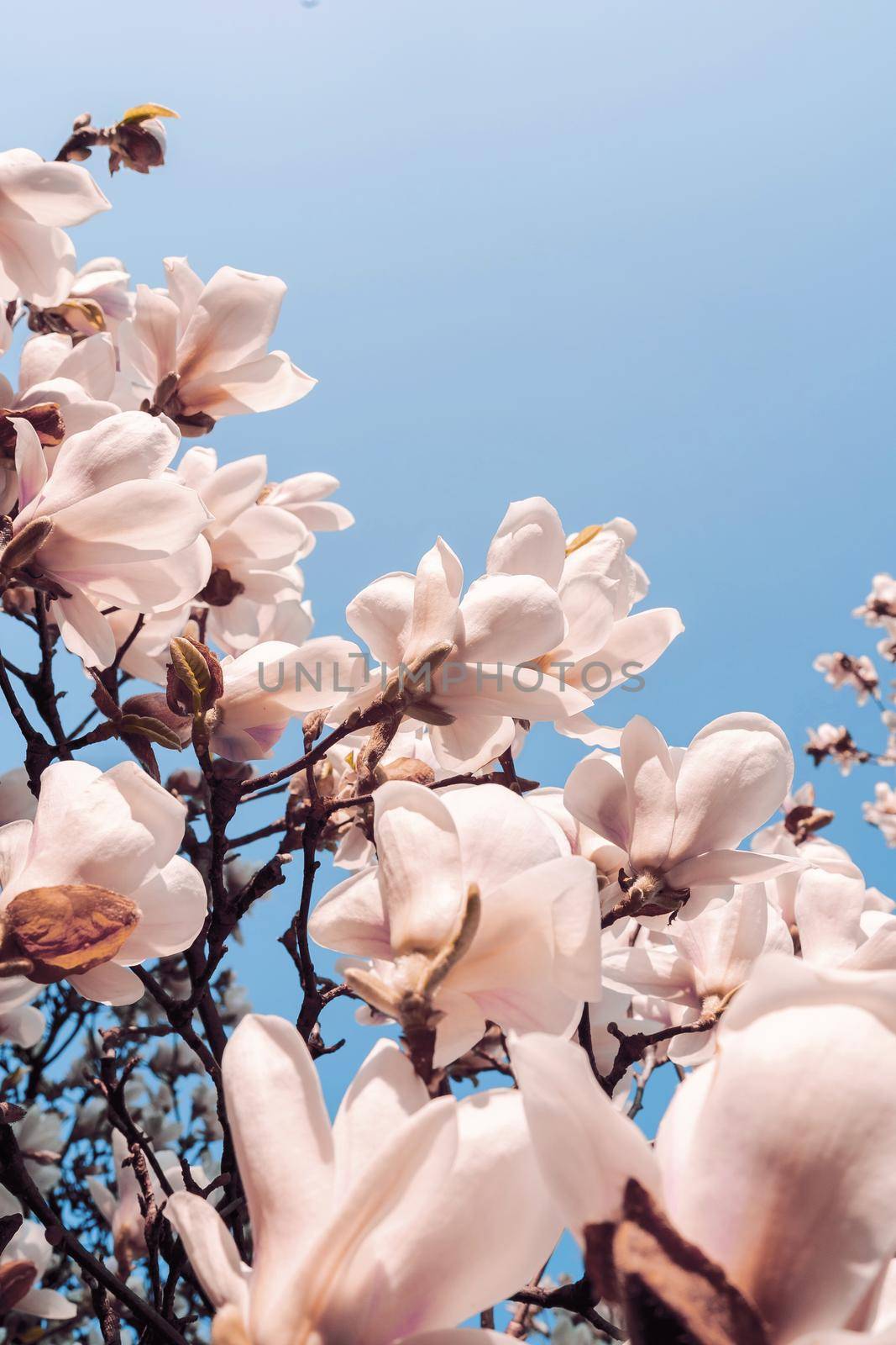 Beautiful magnolia tree blossoms in springtime. Jentle white magnolia flower against sunset light. Romantic floral background..