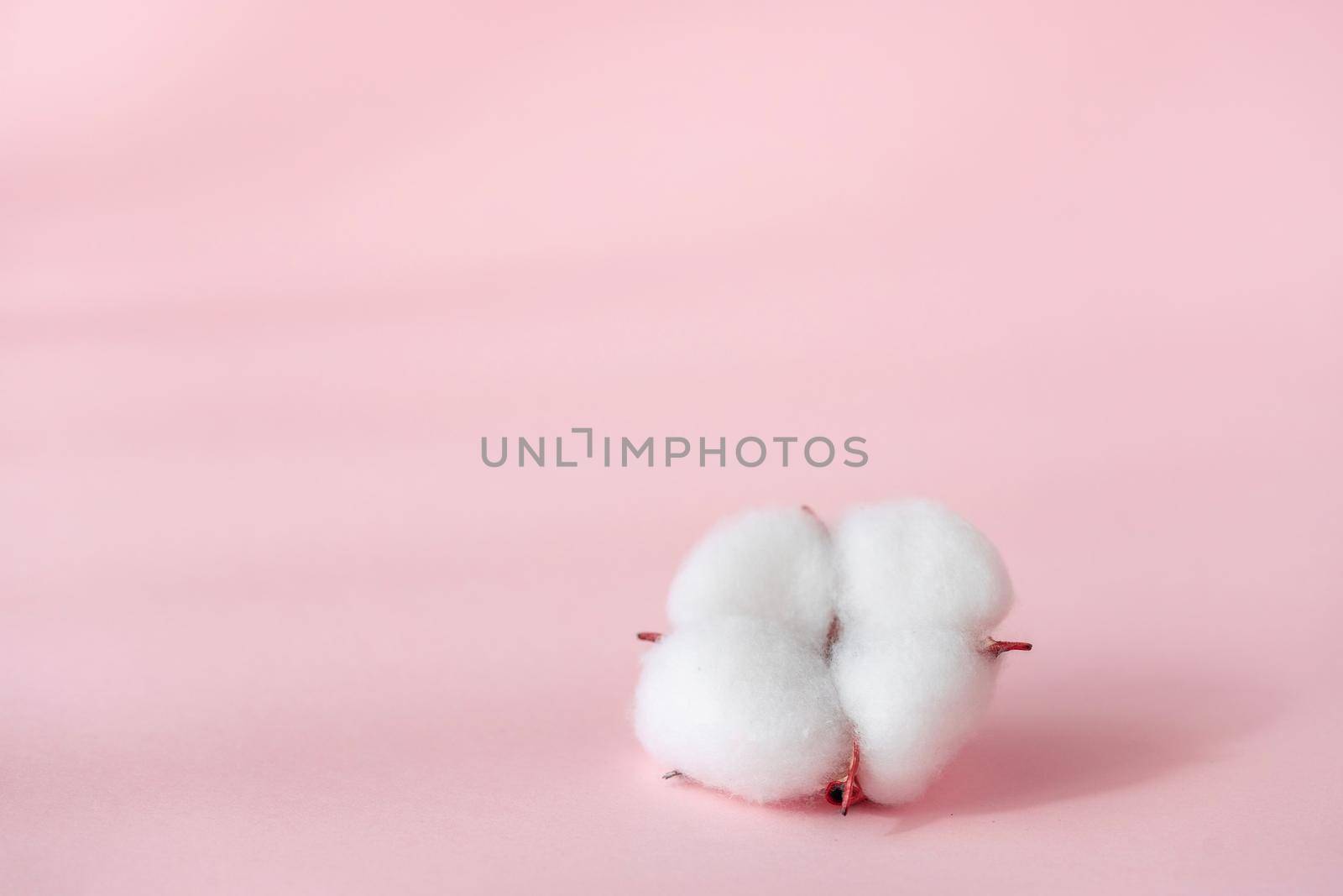 Cosmetic pink background for product presentation with cotton flower, shadows and light from windows. Mockup scene, natural organic cosmetic concept. . by photolime