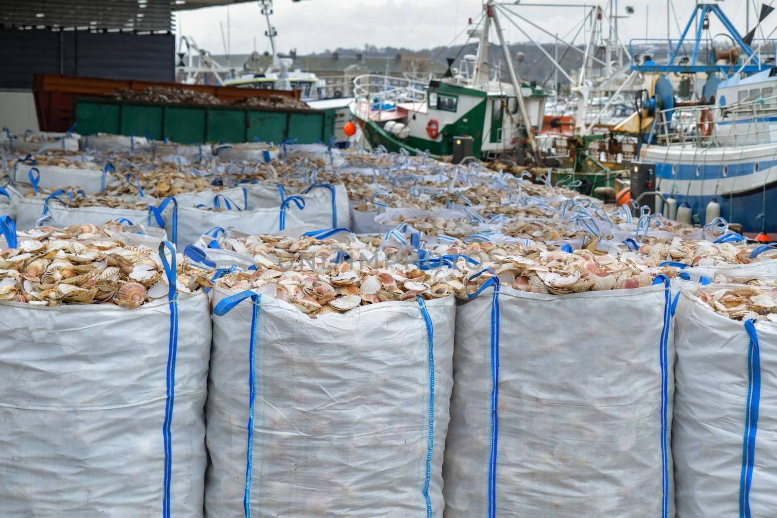 Bags with empty scallop shell for processing