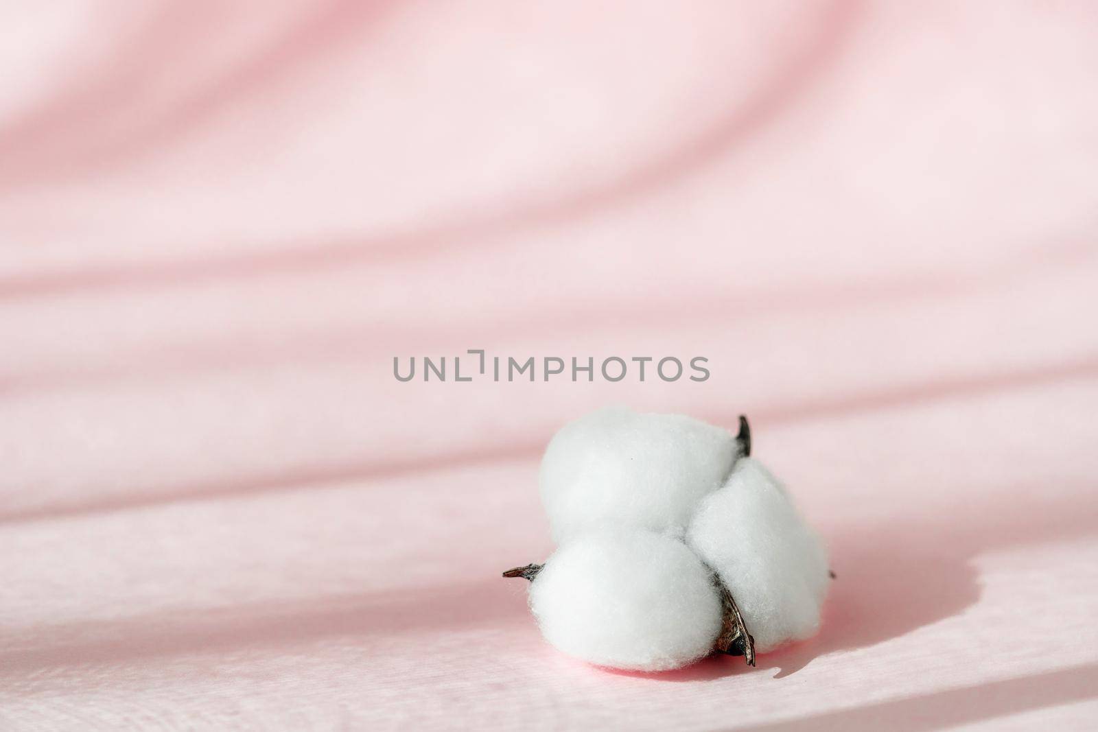 Cosmetic pink background for product presentation with cotton flower, shadows and light from windows. Mockup scene, natural organic cosmetic concept. . by photolime