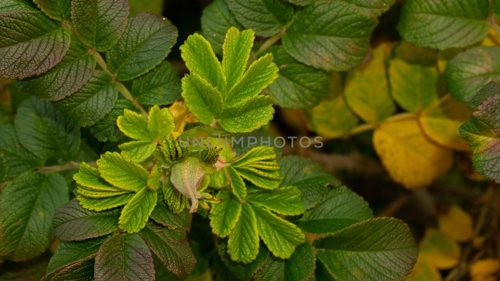 A green shoot of canker-rose briar with a closed flower bud against a background of wild rose leaves