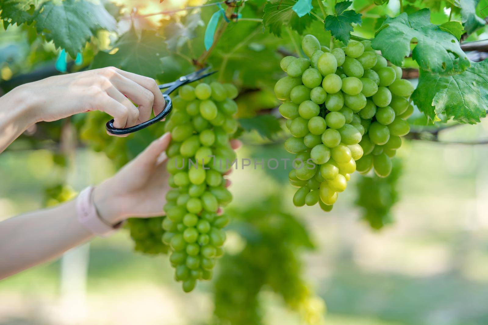Woman hand harvesting grapes outdoors in vineyard. by sirawit99