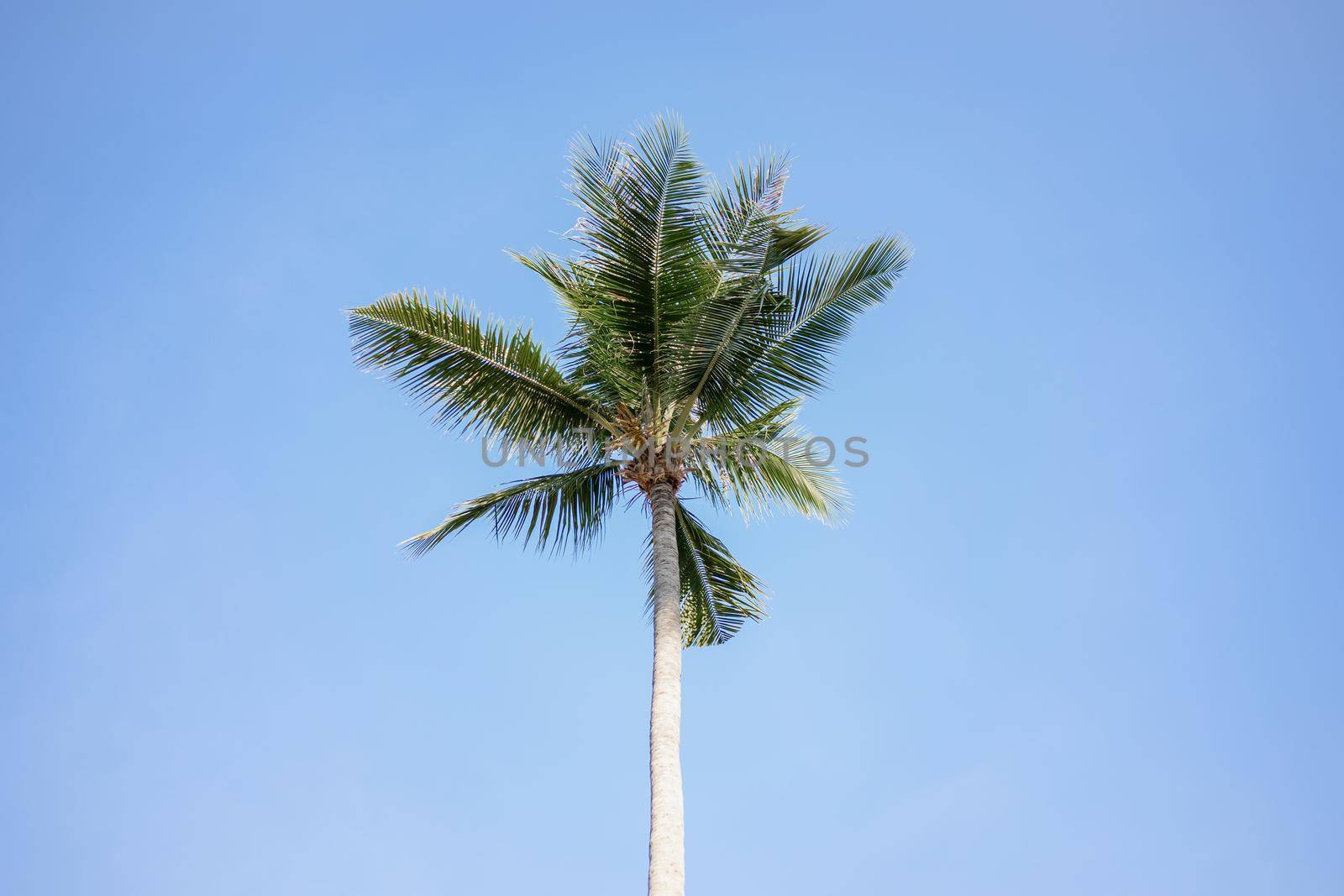 Green Coconut palm tree on blue sky background. by sirawit99